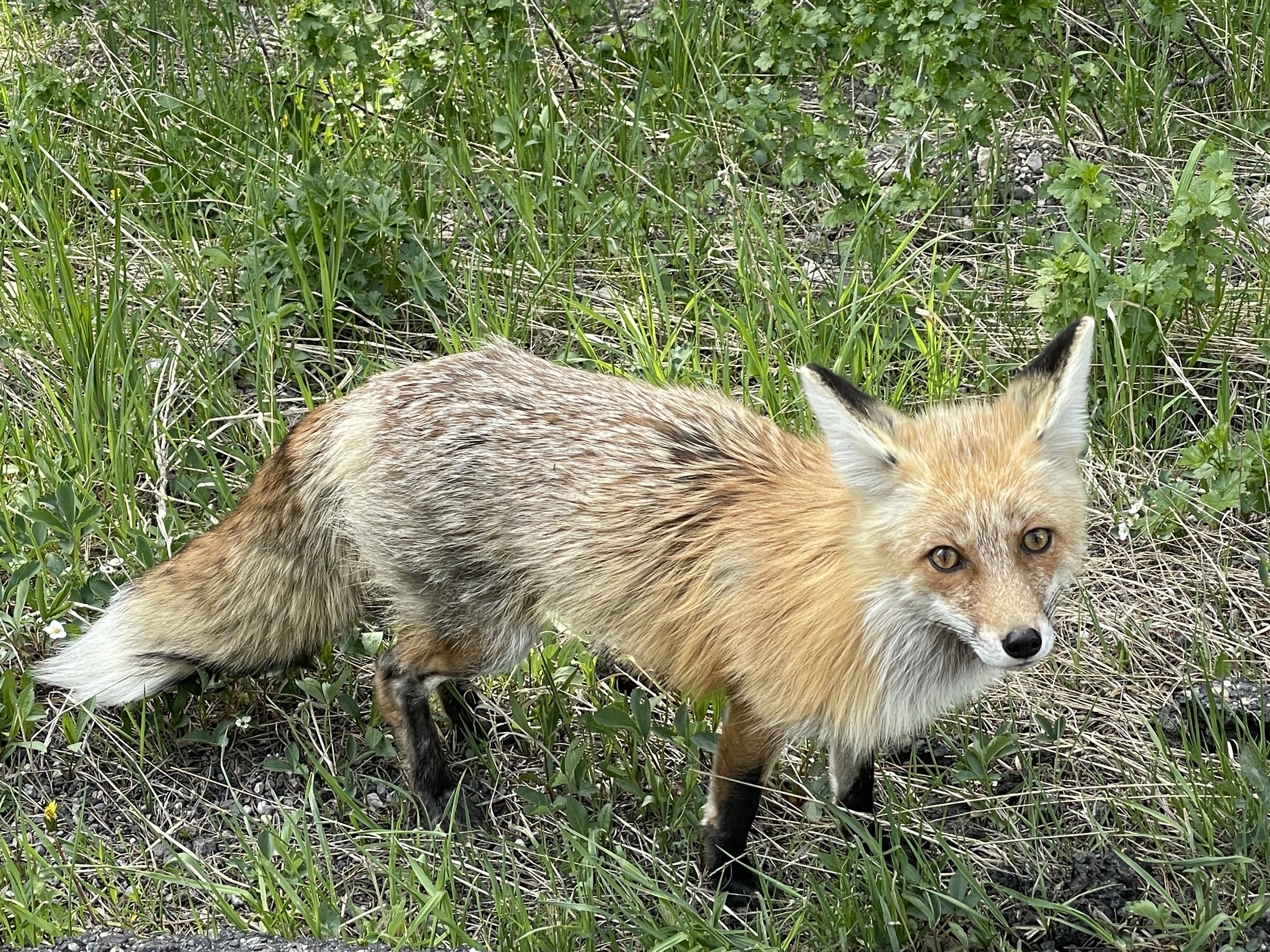 Beartooth Scenic Byway