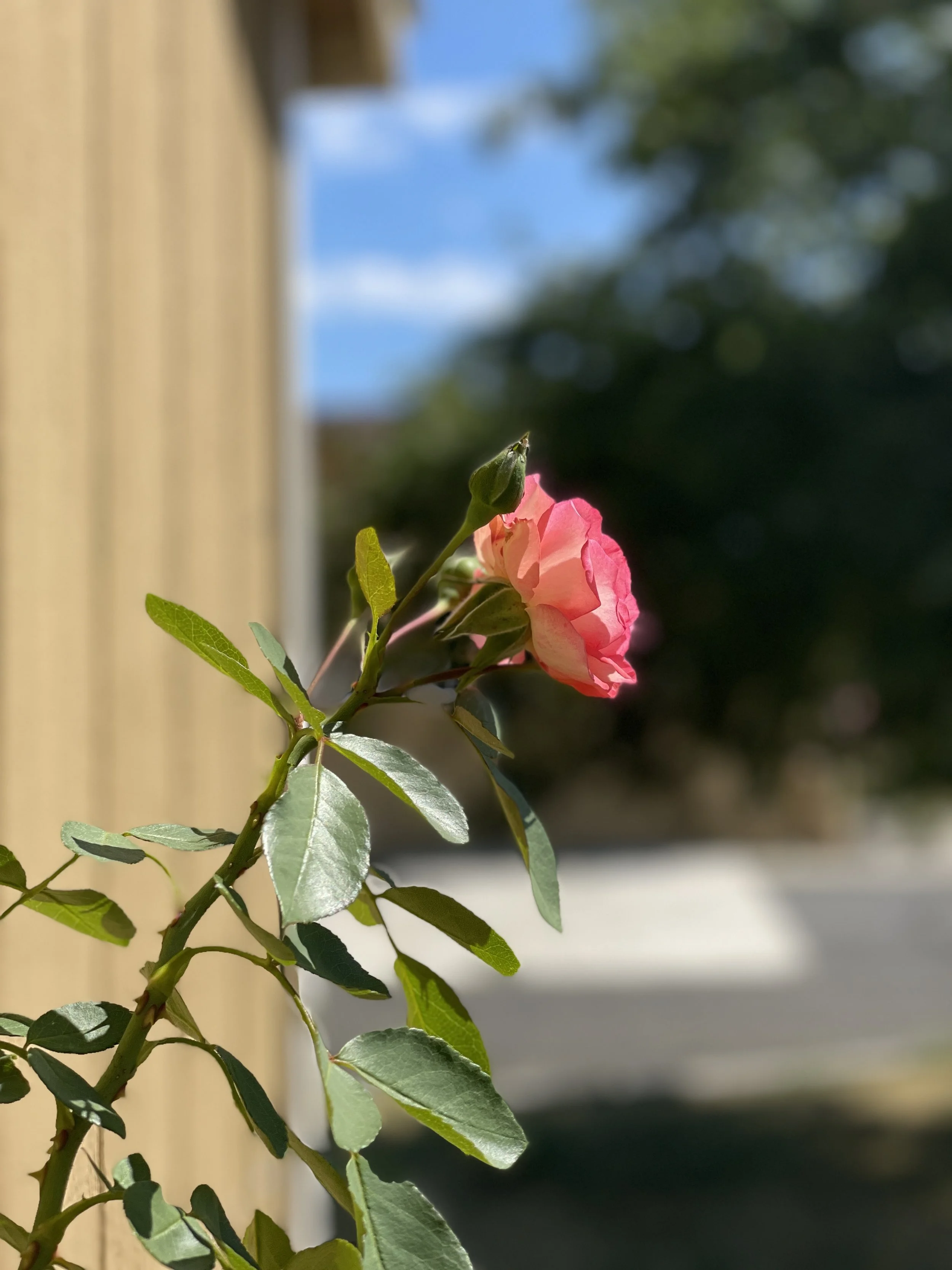 Surprise rose