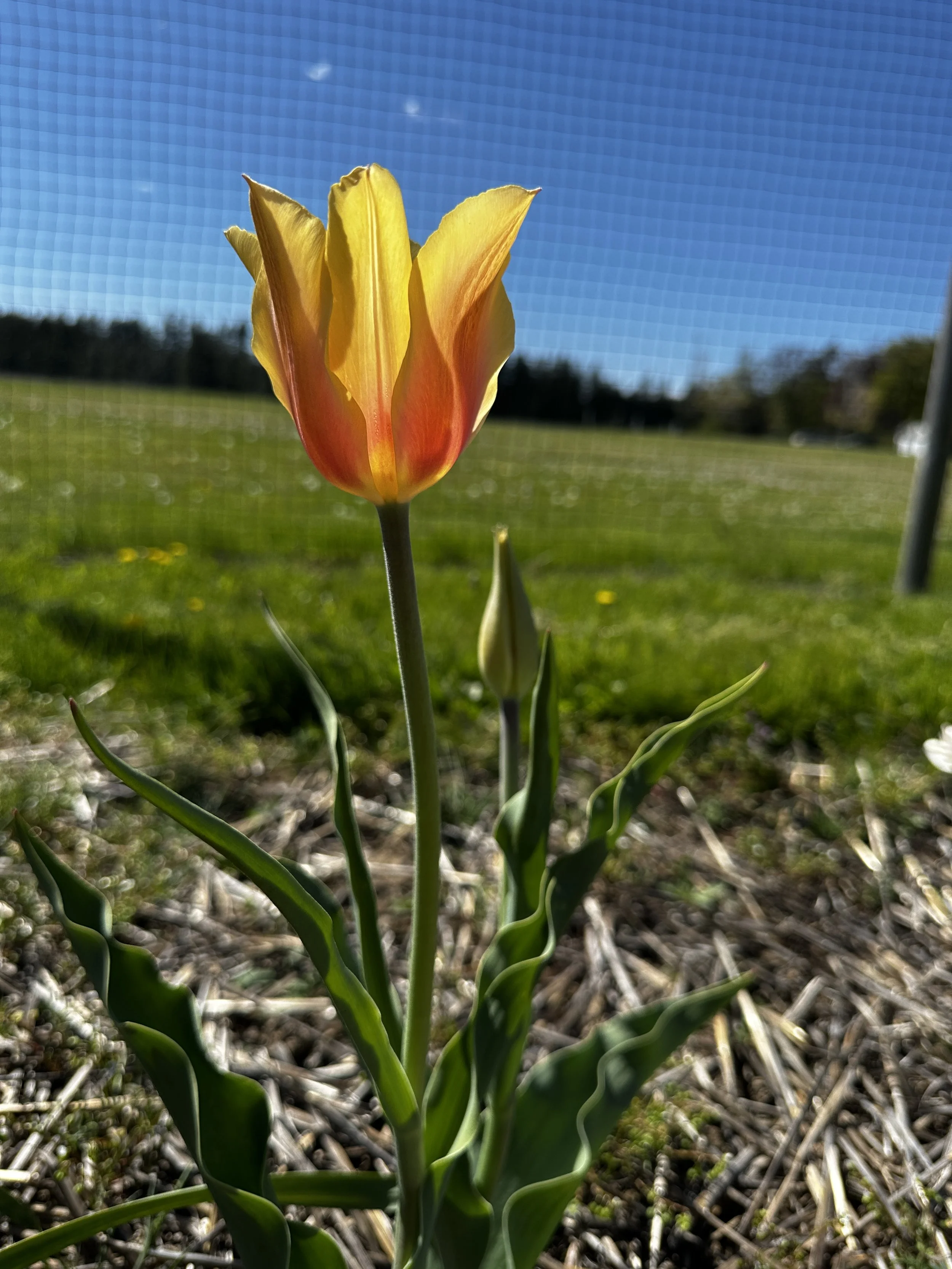 Bulbs continue to appear 