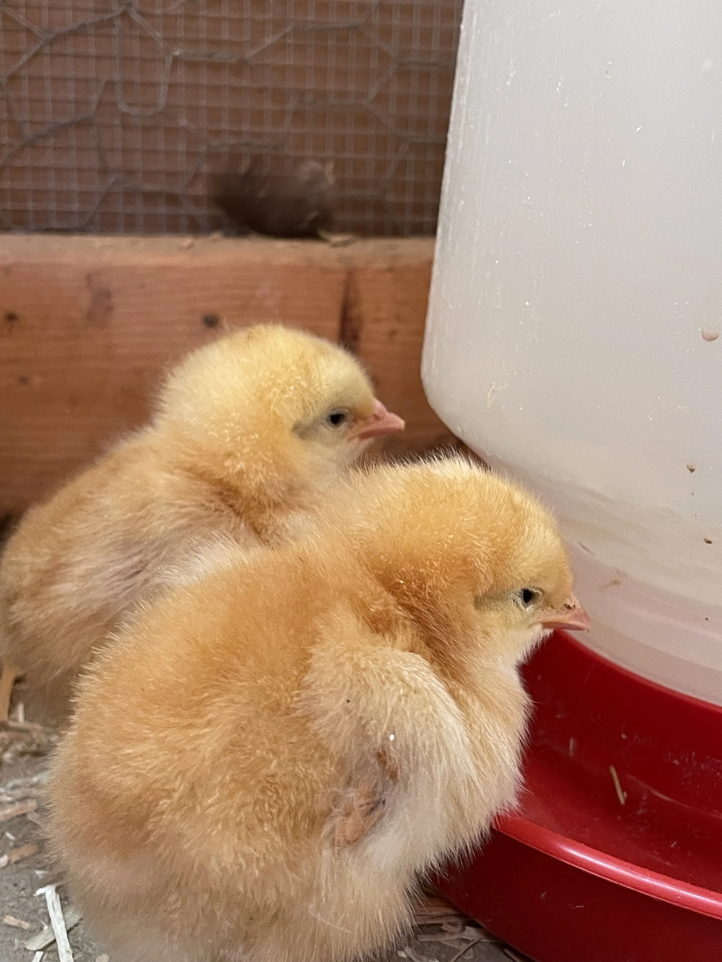 Baby chicks!