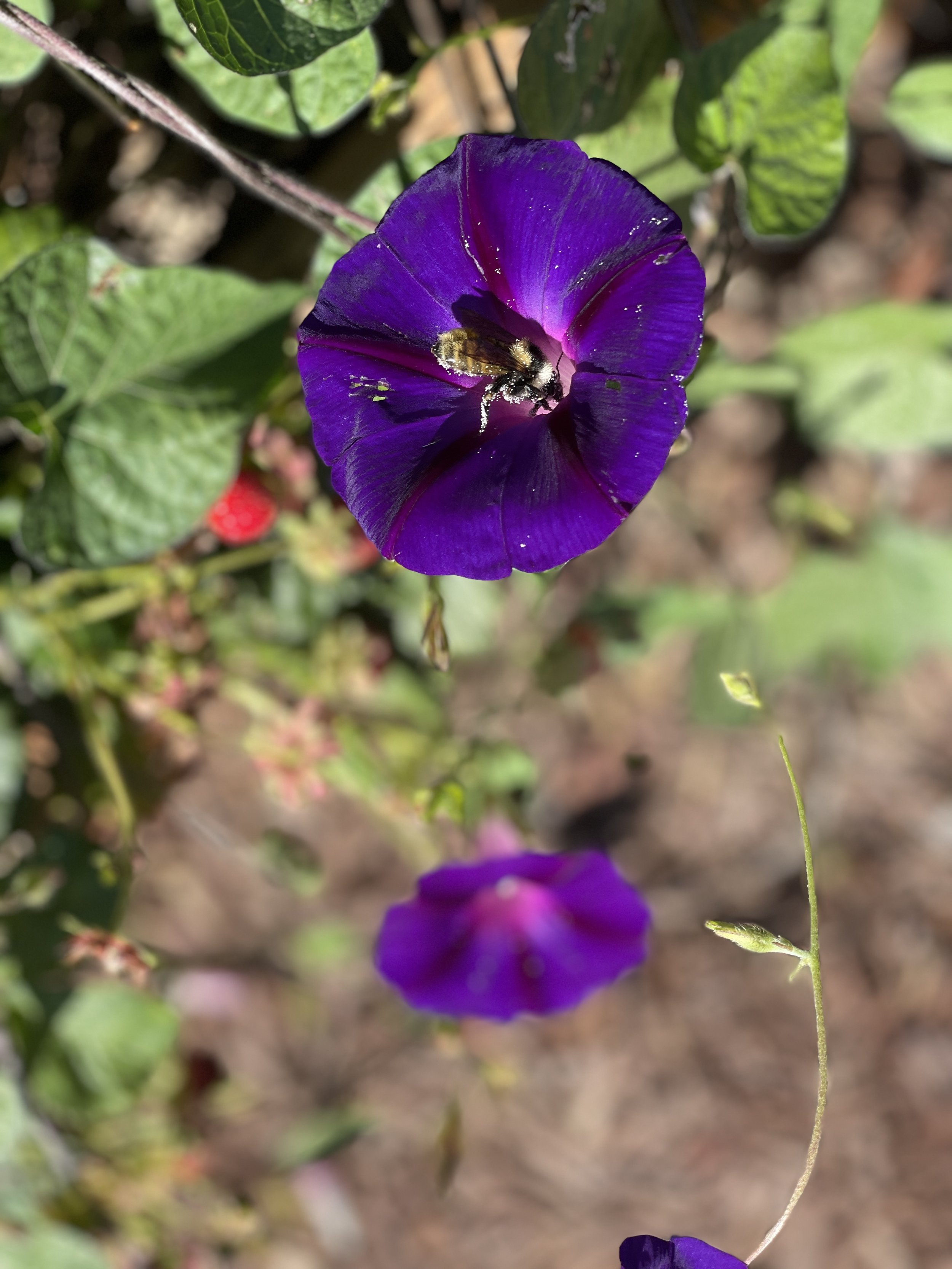 Favorite garden picture of the day