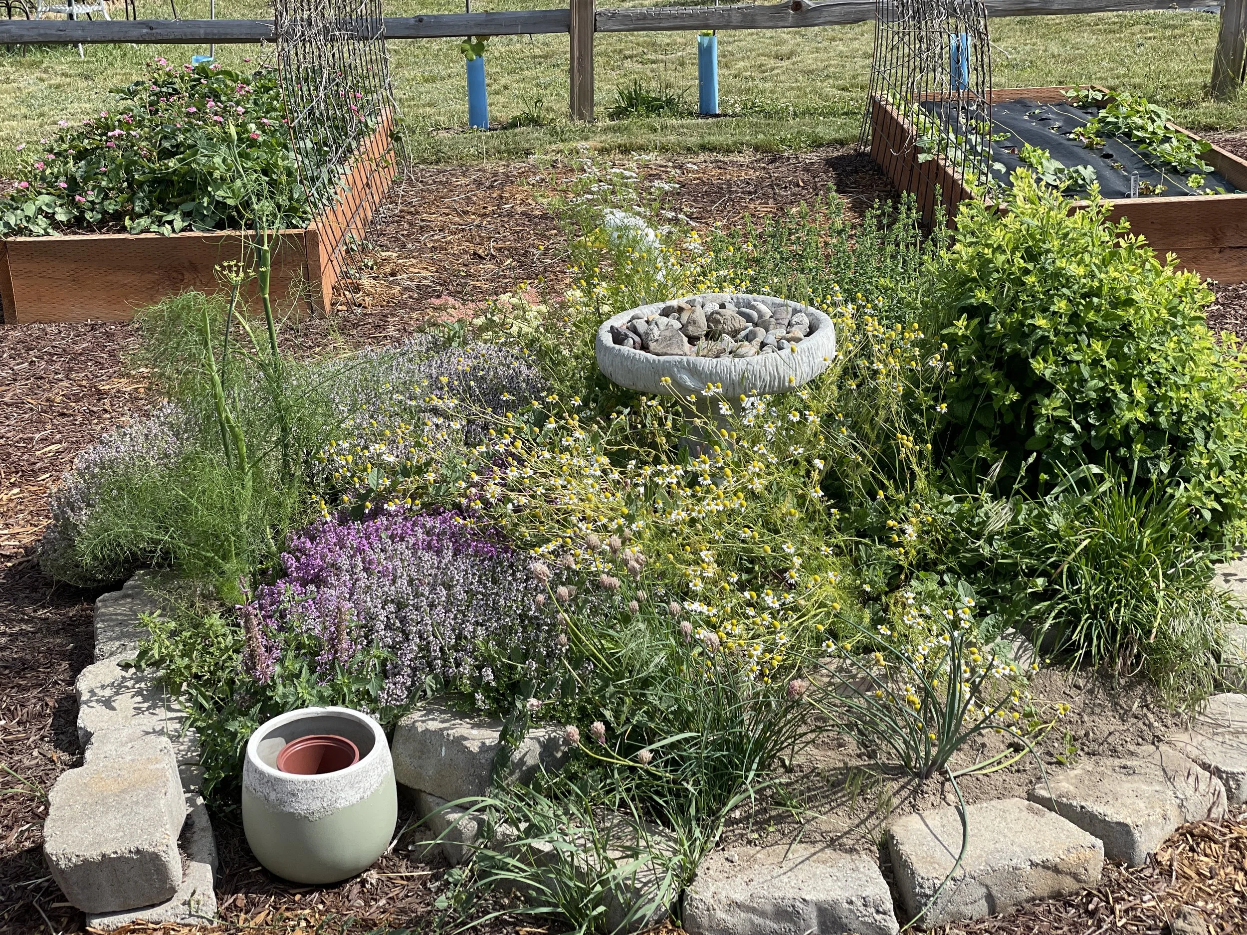 June garden check-in