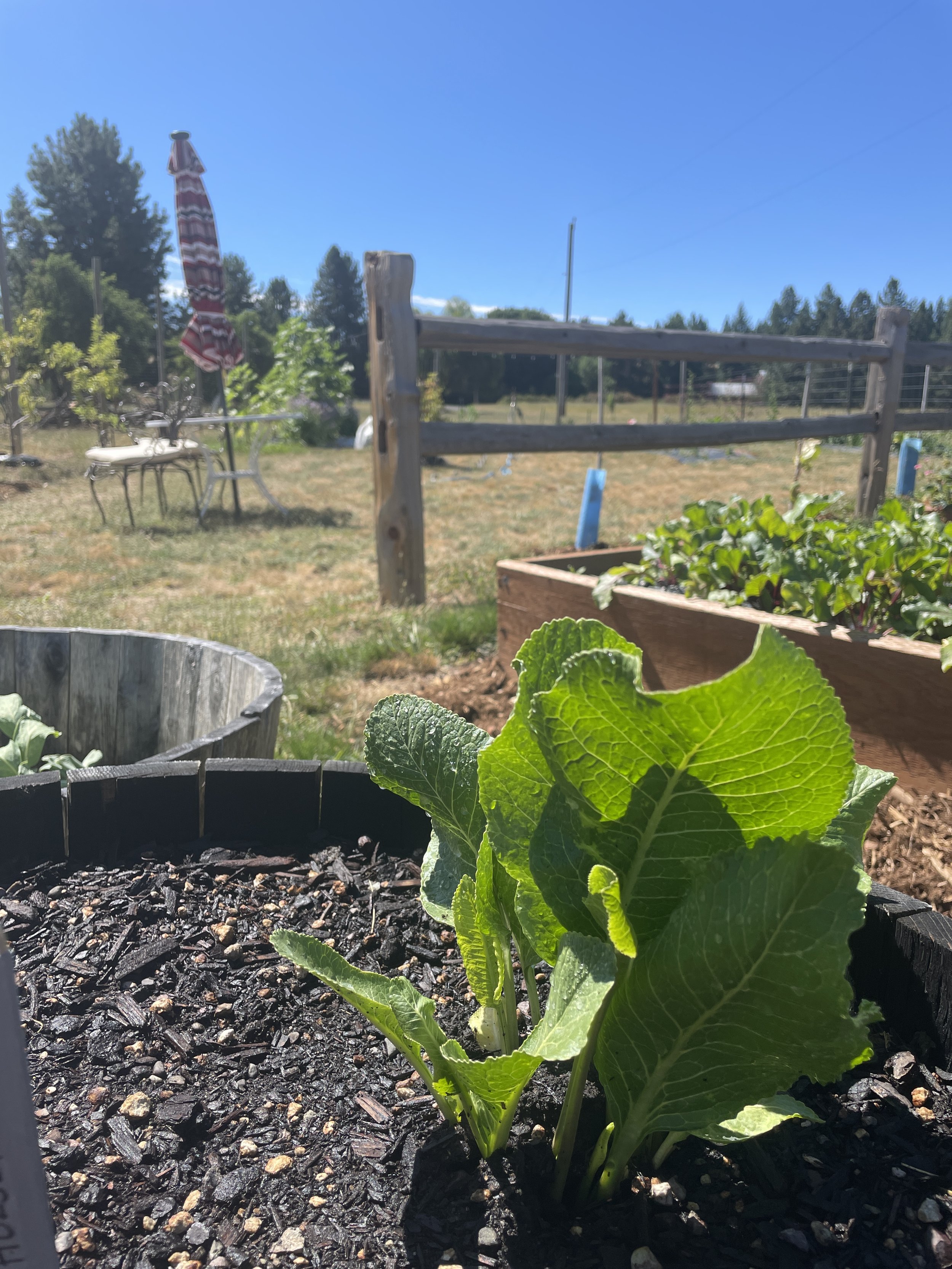 Horseradish experiment