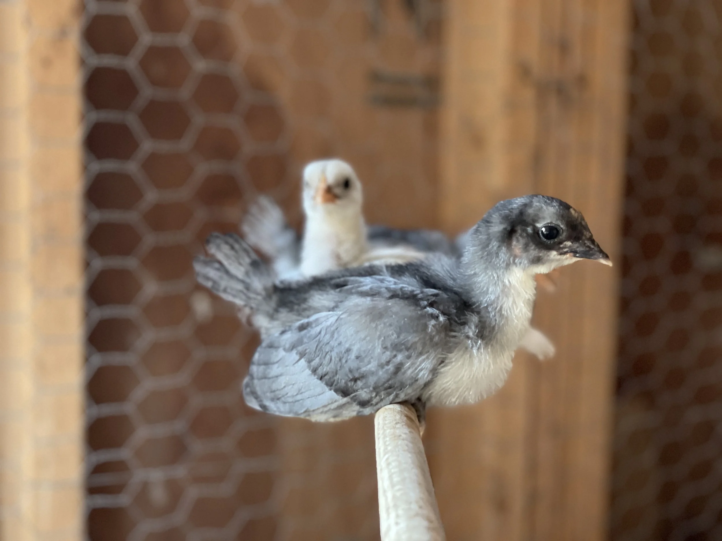 Chickies battling the heat