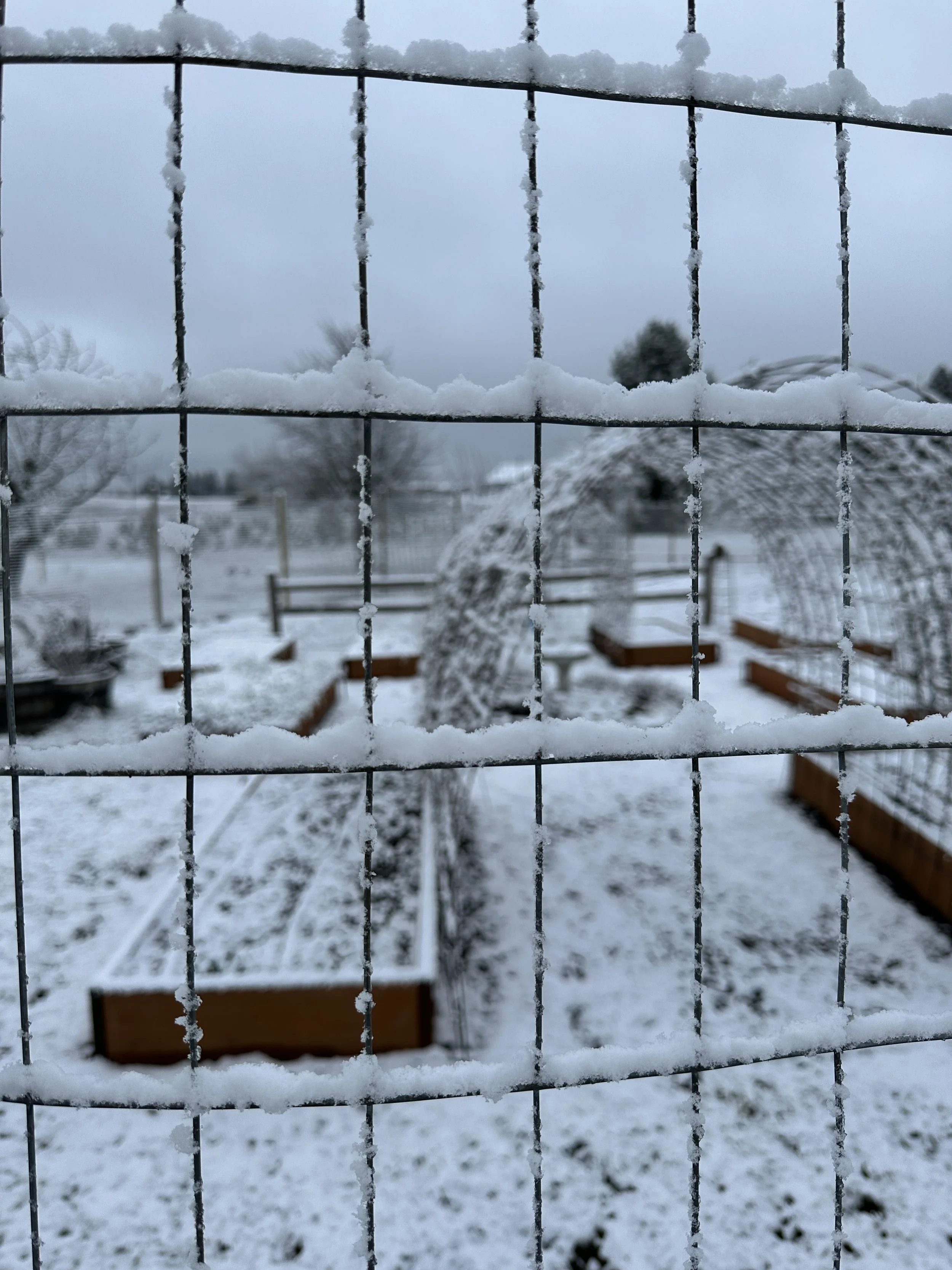 A little taste of snow