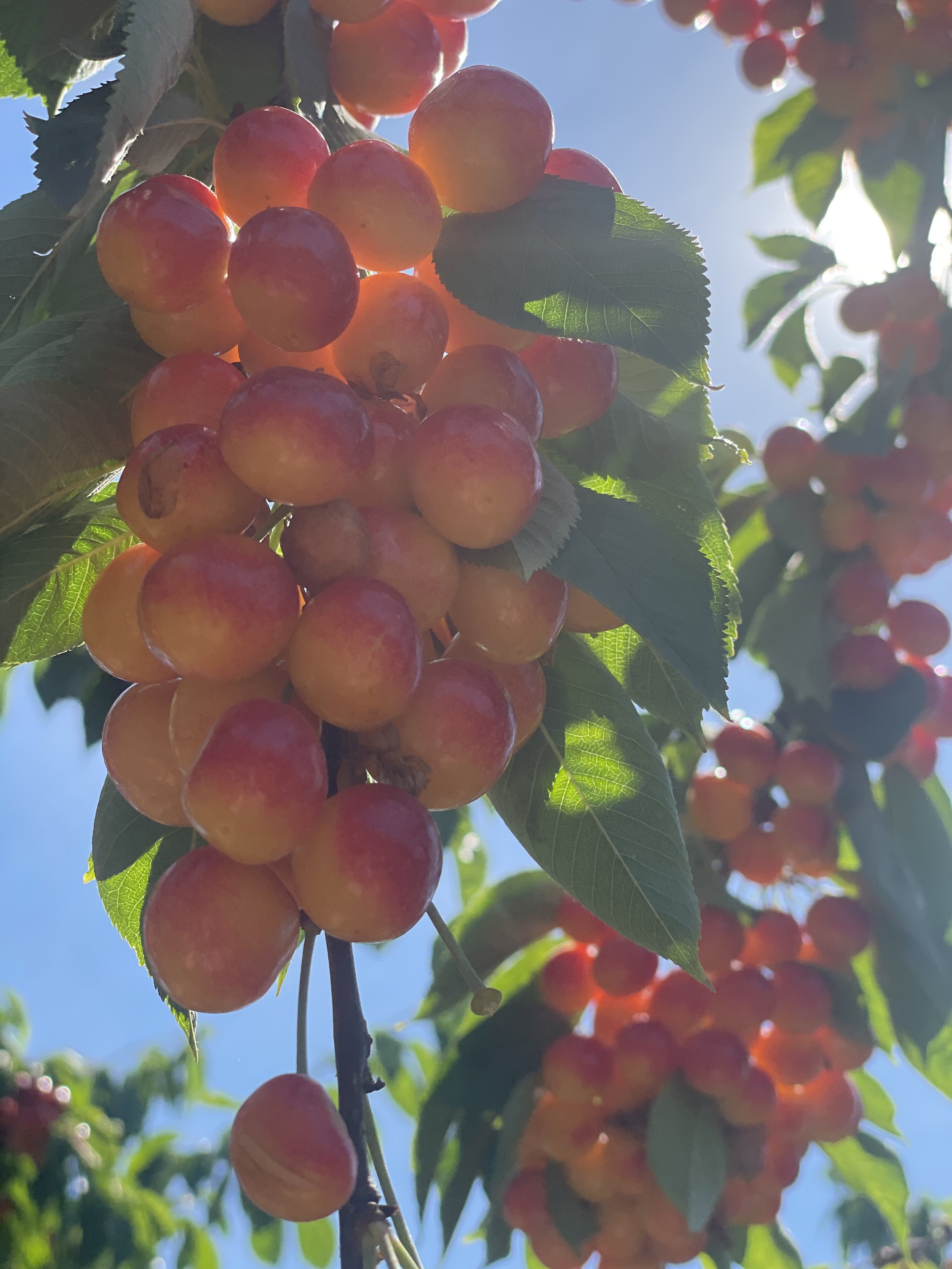 Cherry picking!