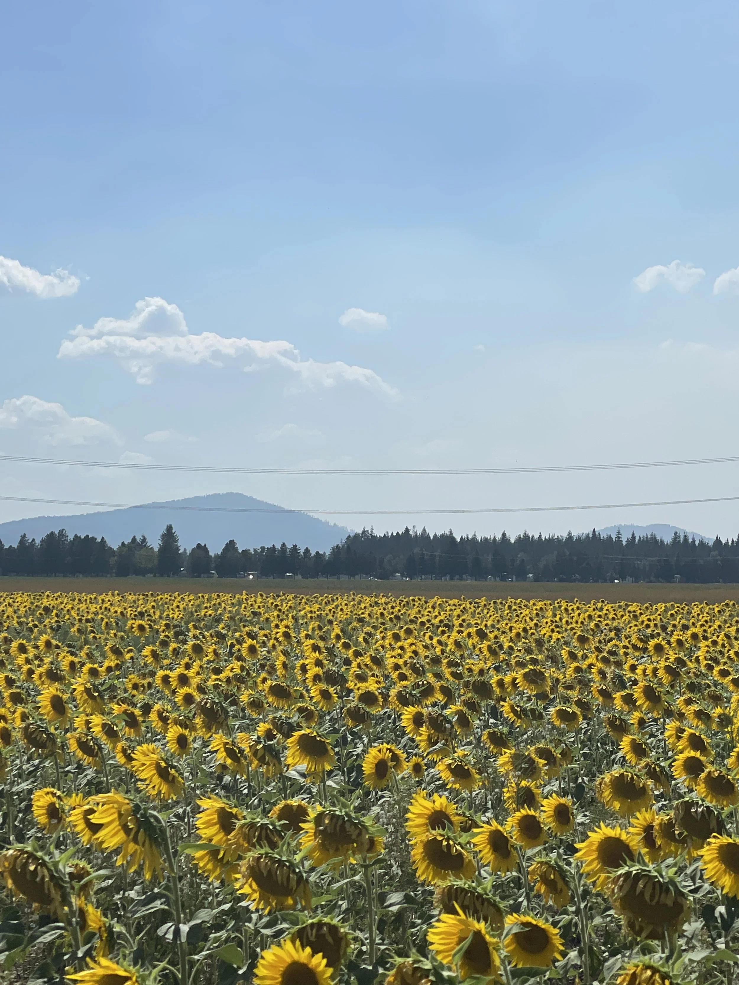 Moonflowers and sunflowers