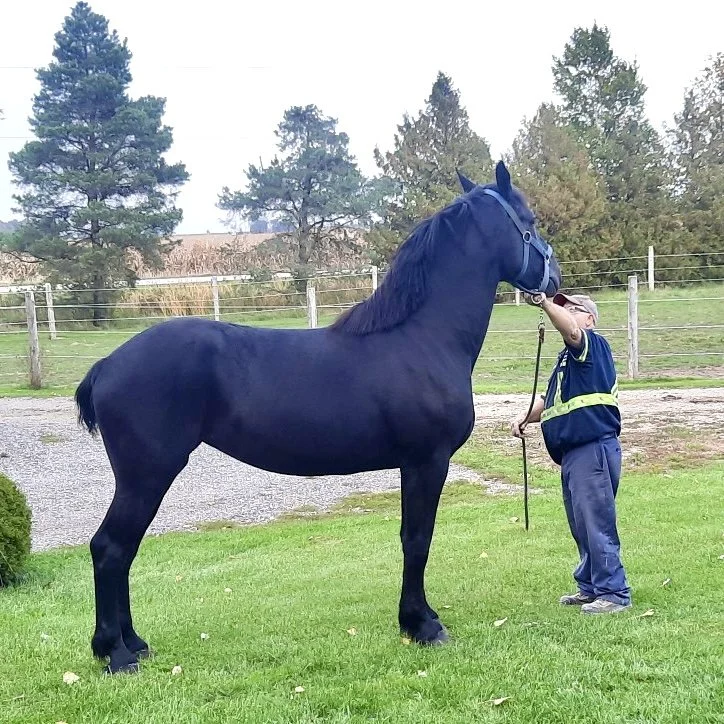 James with one of his mares
