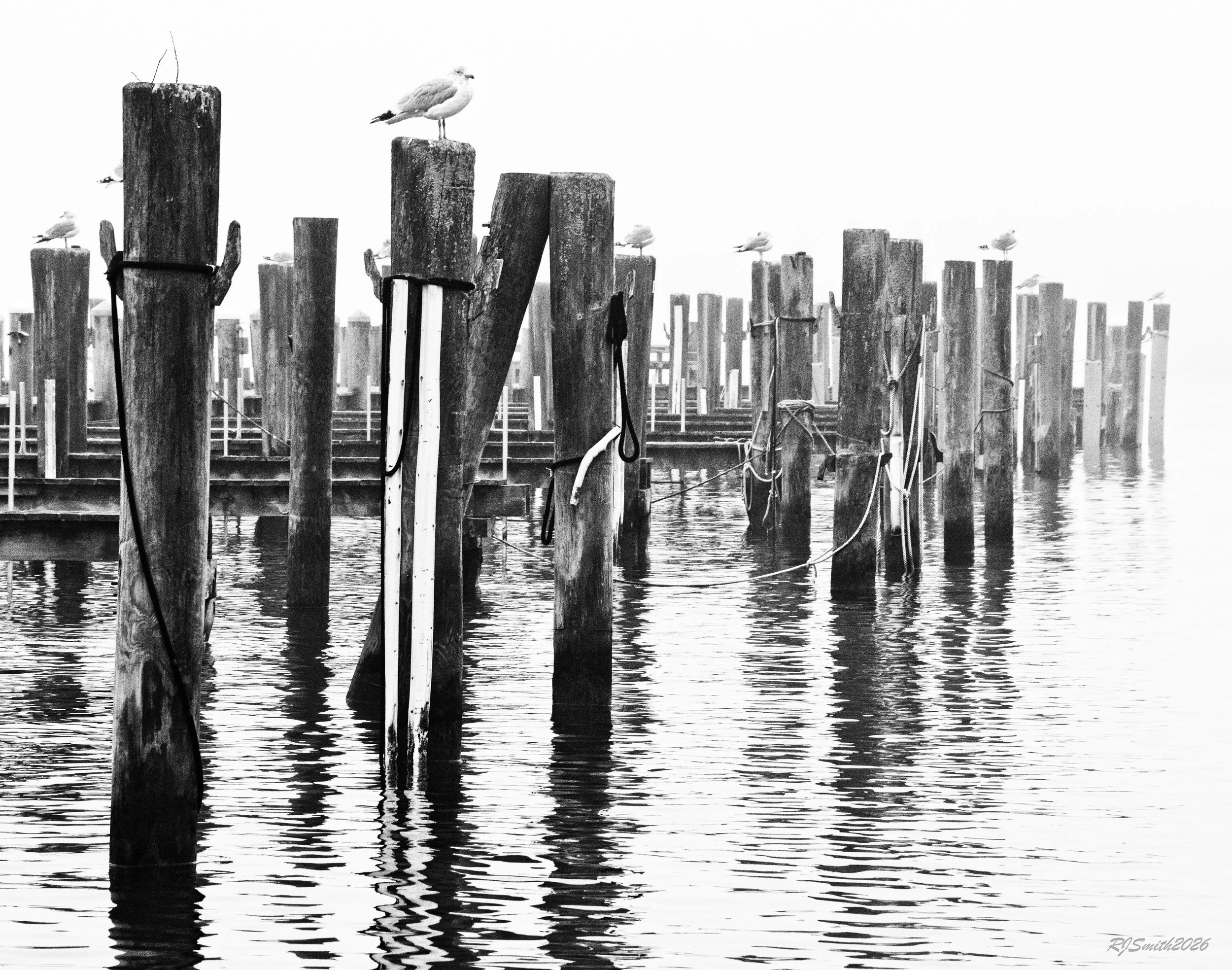 2H6A5683The Fog  14X11  A7475355.jpg