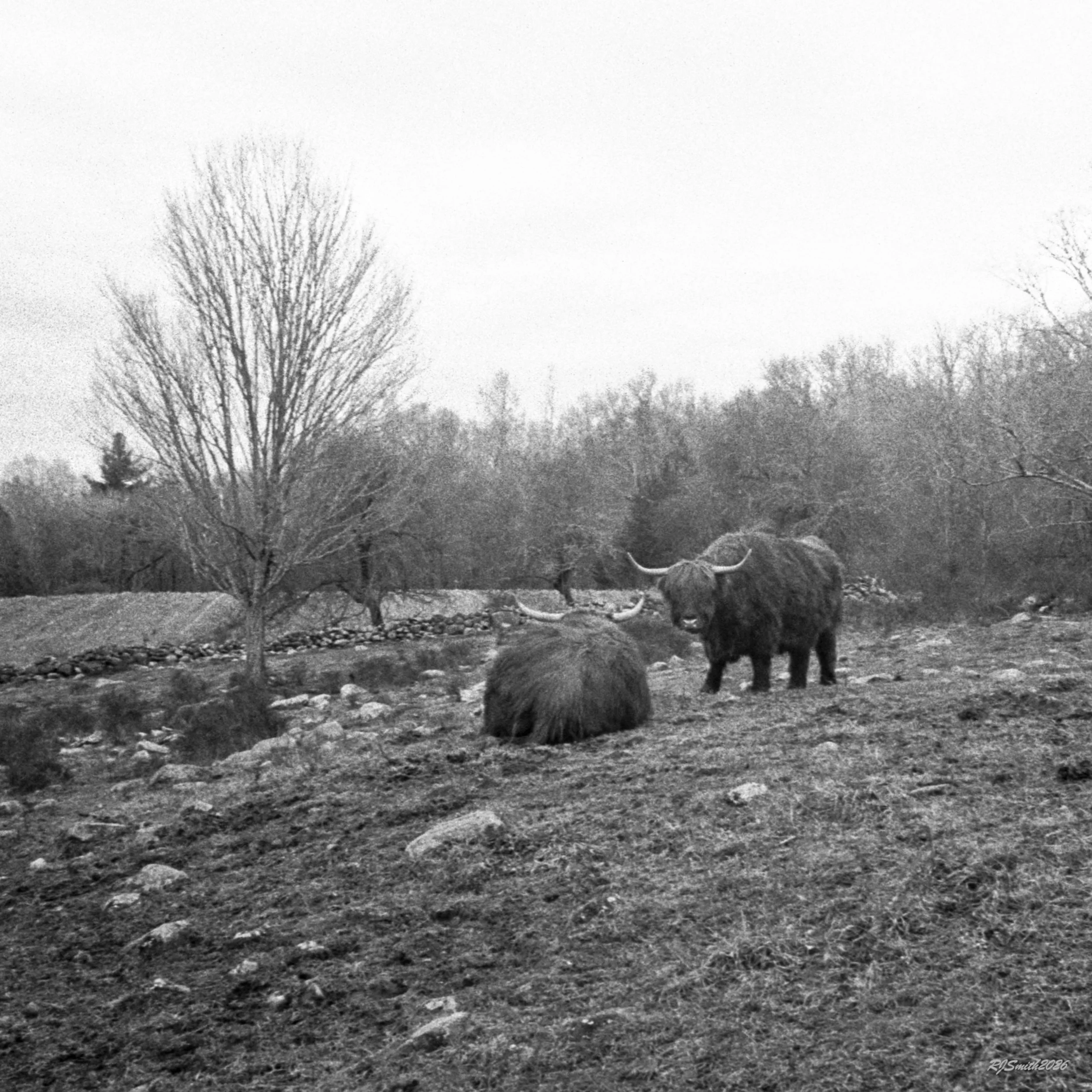 1422AB021 copyHighlanders (Panda 400) 10X10  A7475390.jpg