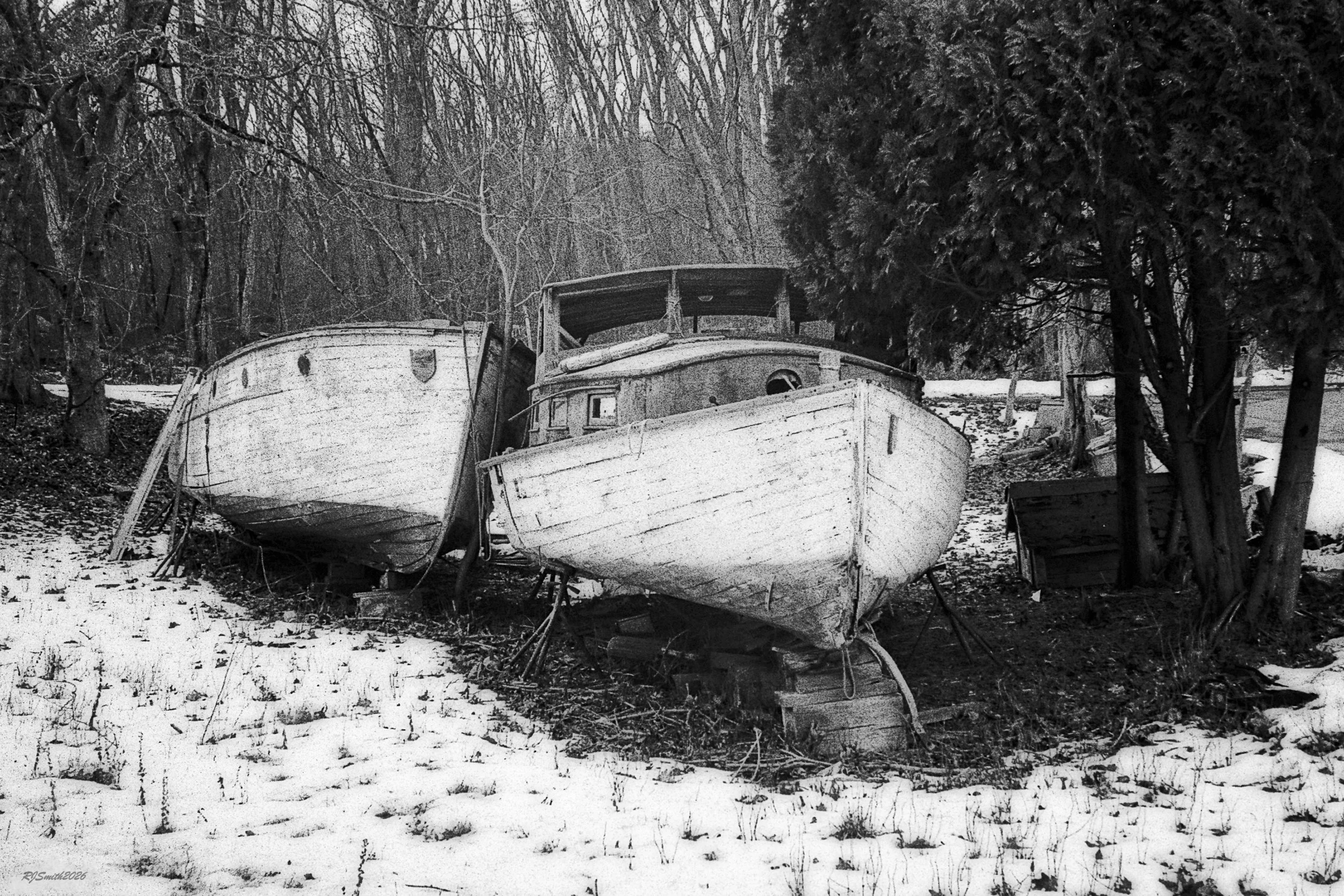 1421AC003 copyOld Friends (Panda 400) 9X6  A7475402.jpg