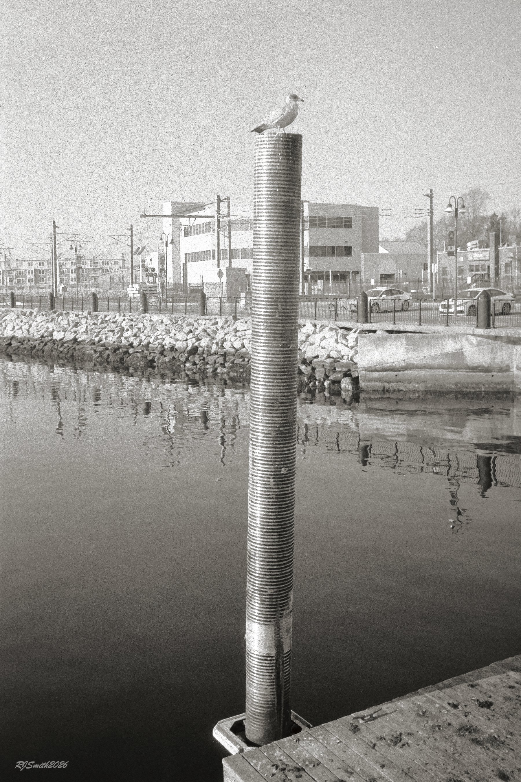 1421AC019 copyNew London Gull (Panda) 6X9 A7475379.jpg