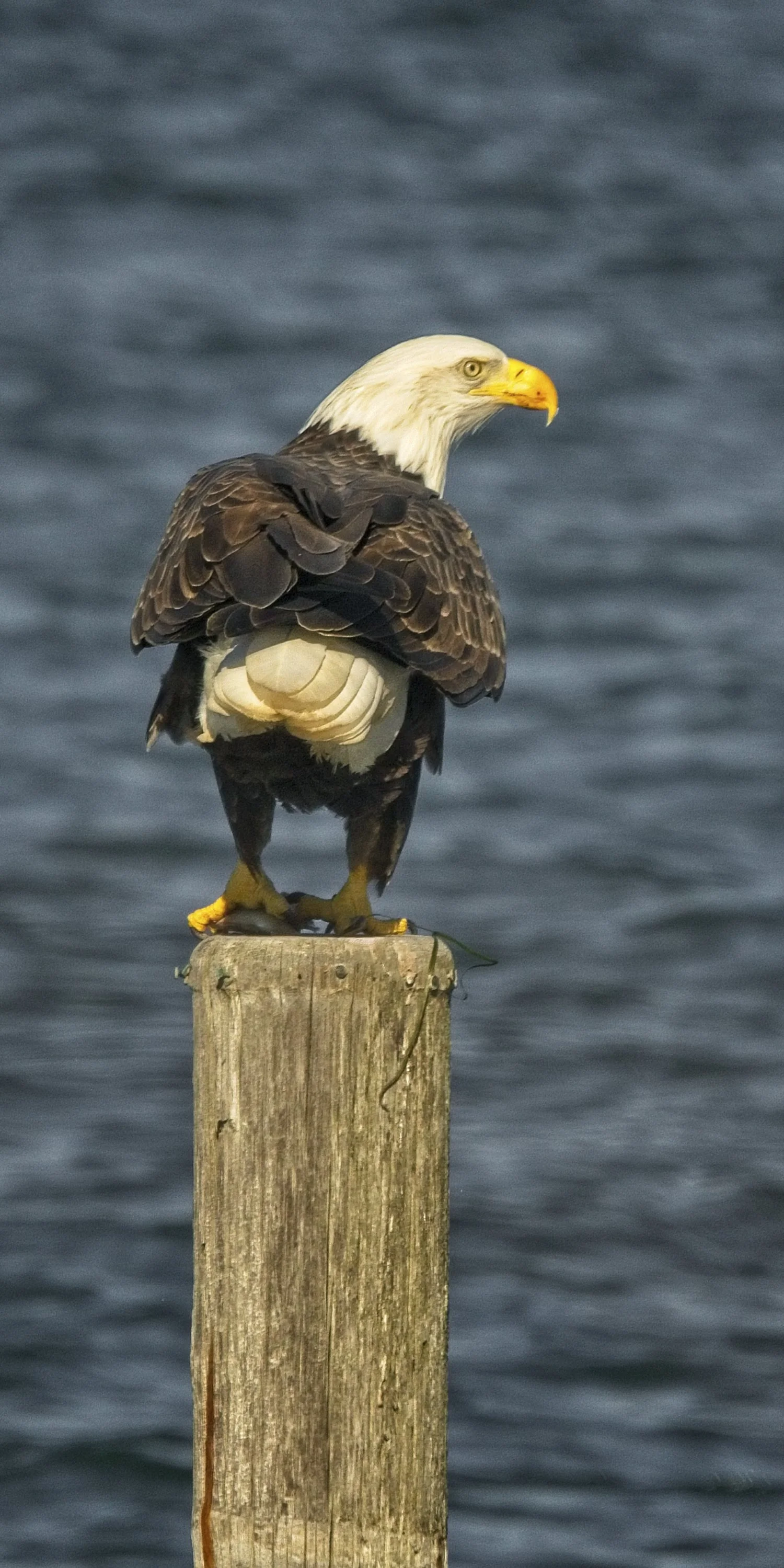 2H6A5232 copyBald Eagle at Watch Hill  5X10  A747463.jpg