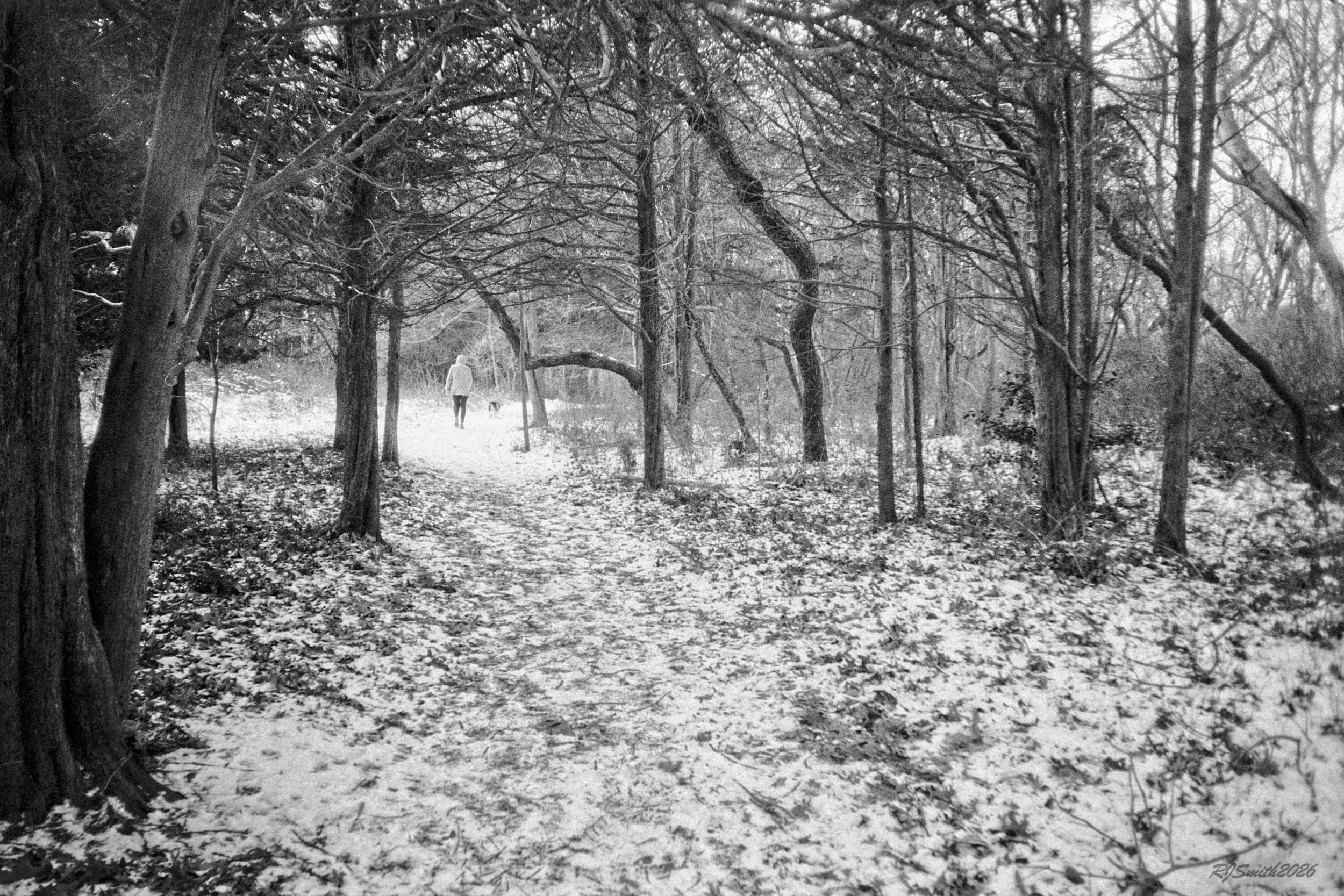 1420AA017 copyOut of the woods (Panda 400) 12X8  A7475389.jpg