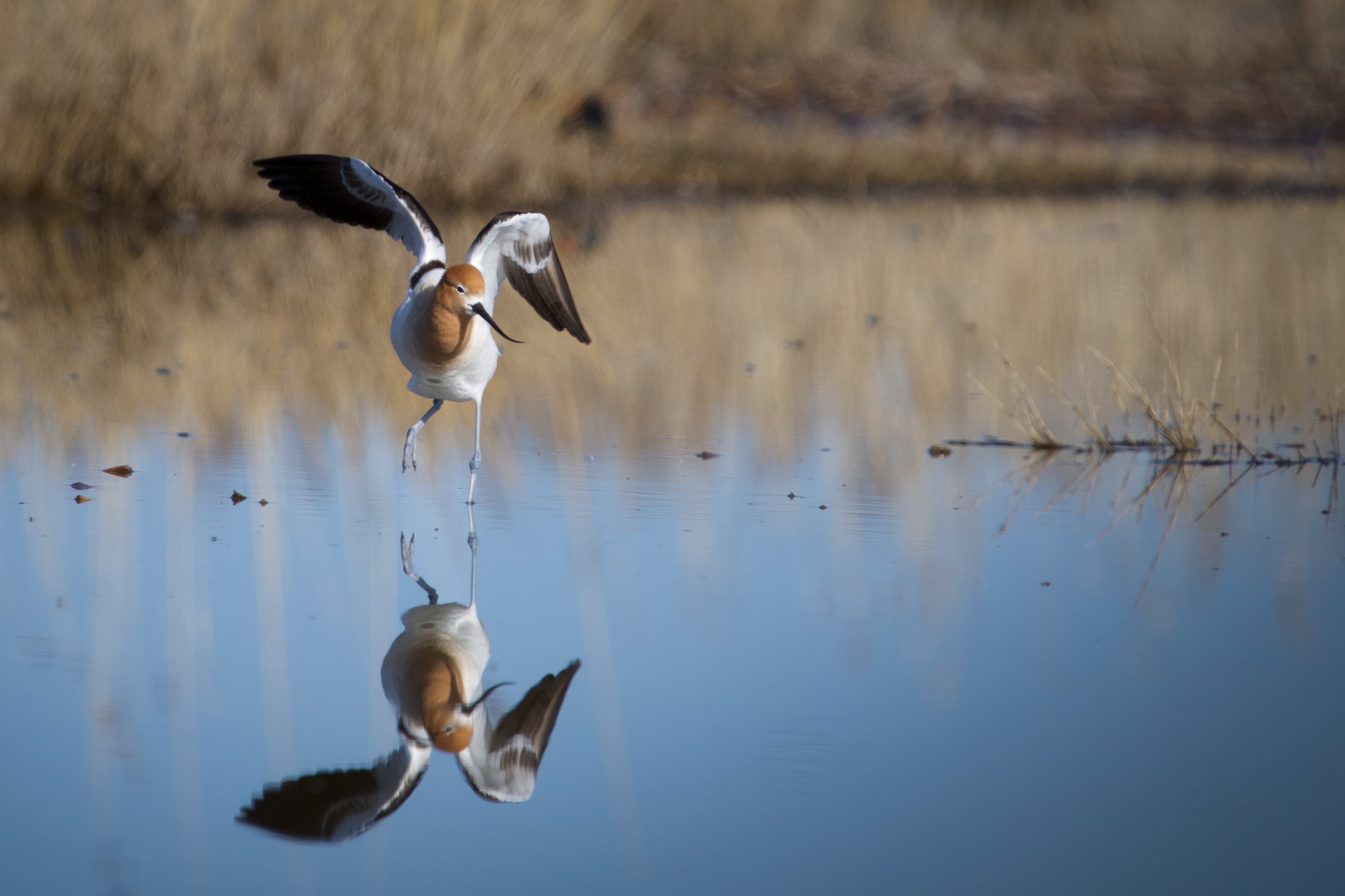 avocetwing.jpg