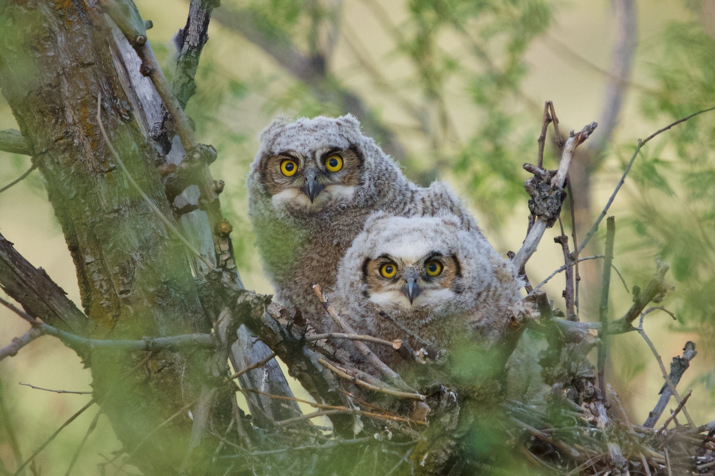 owlets1.jpeg
