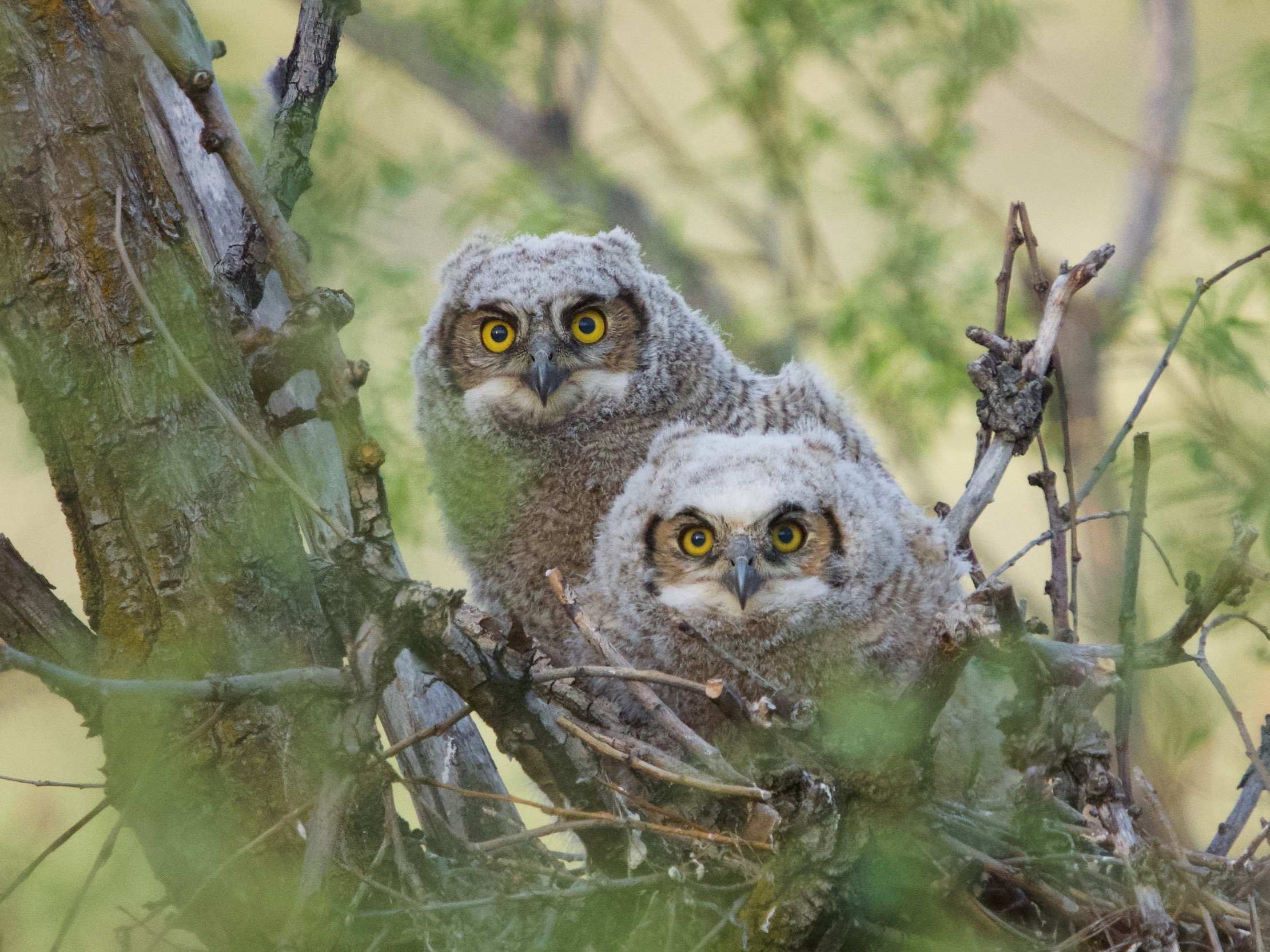 owlets1.jpg