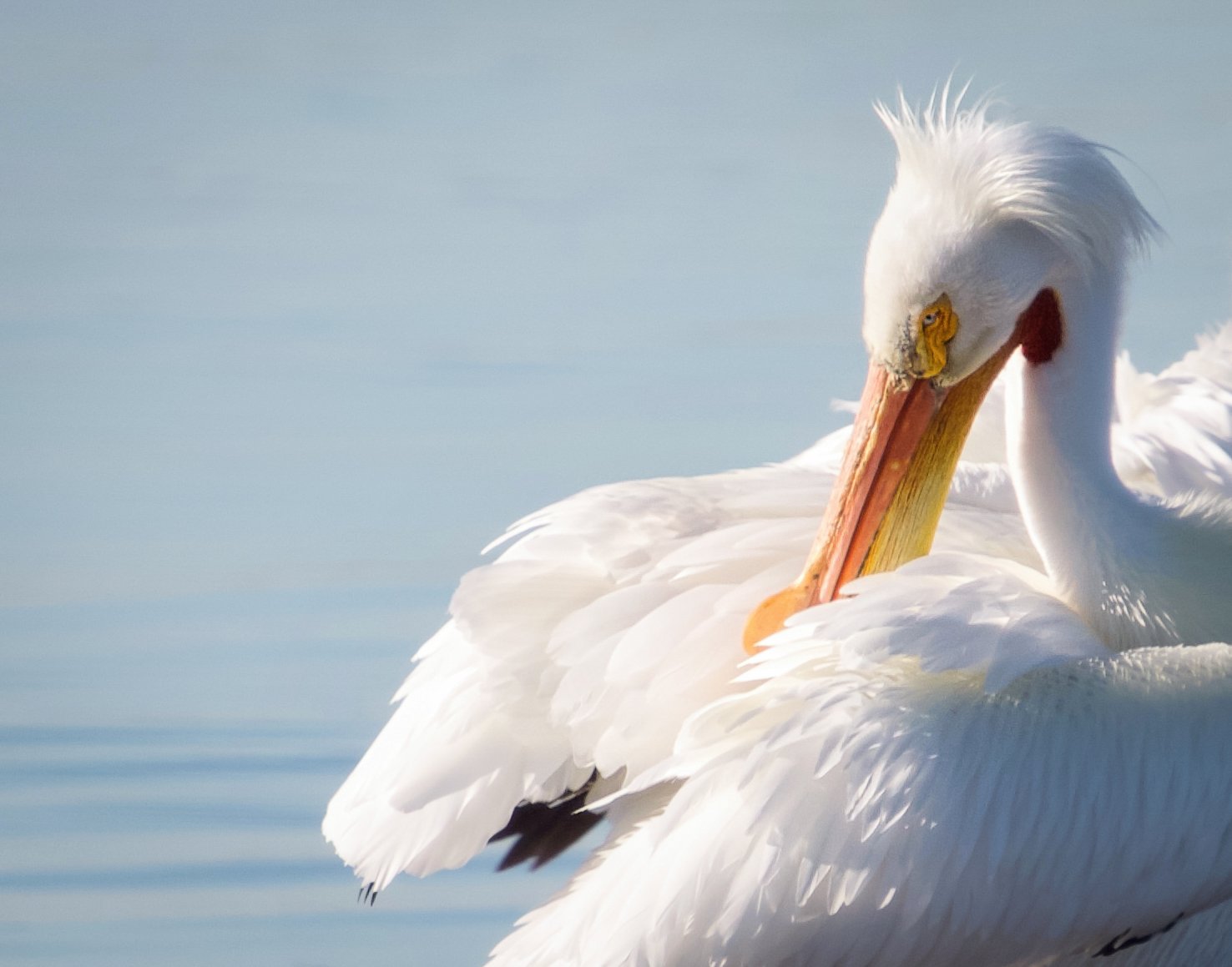 pelican.jpeg