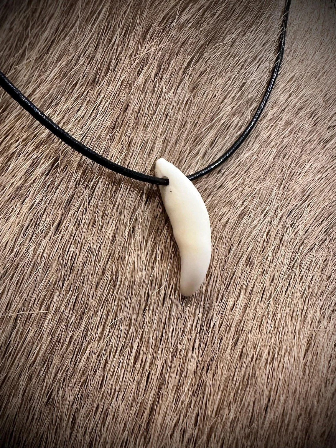 Coyote tooth.jpg
