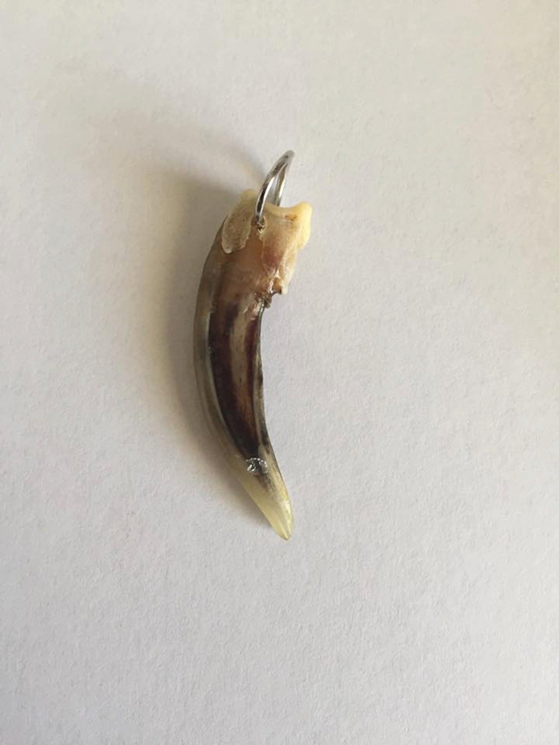 badger claw pendant.jpg