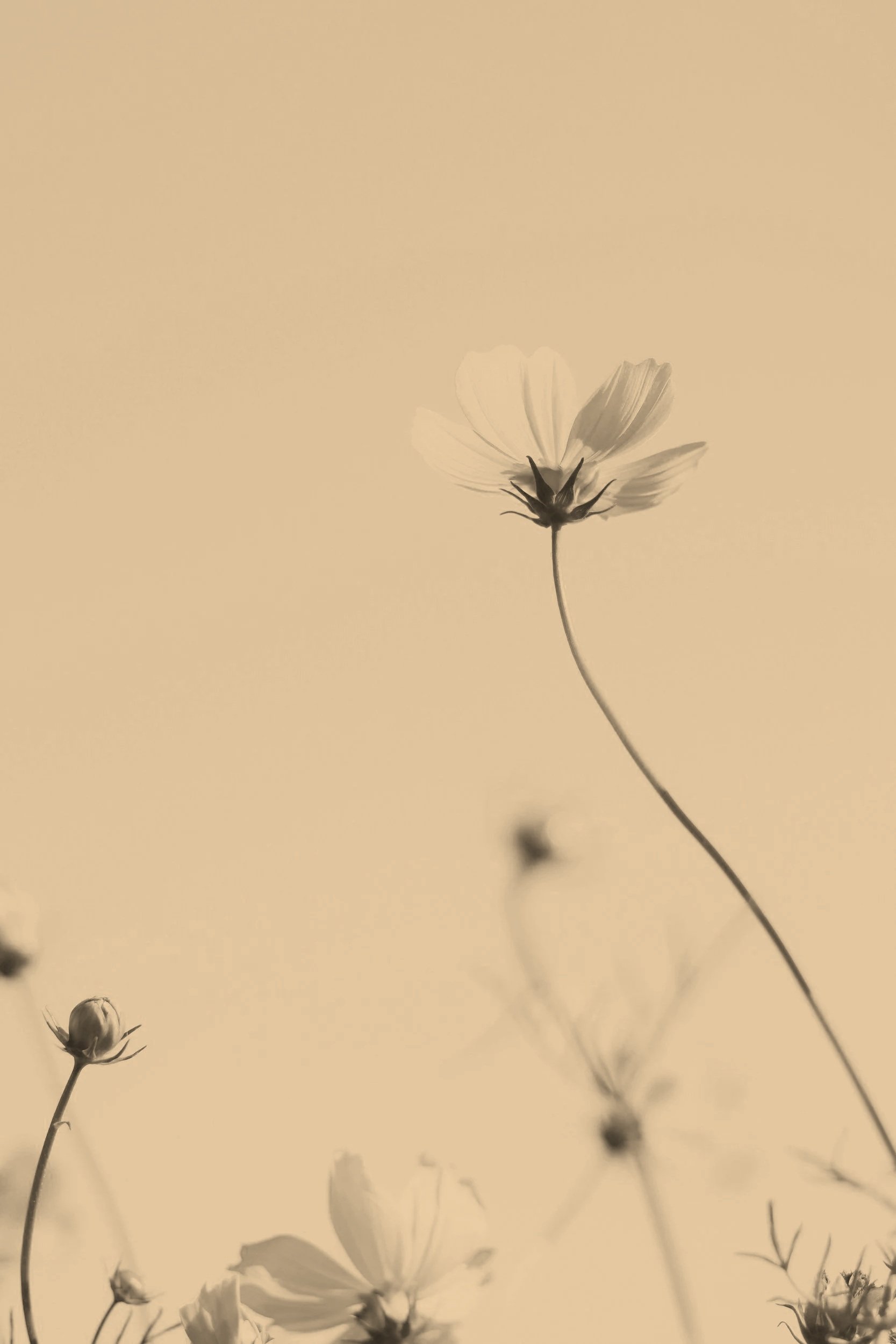 A sepia-toned photo of flowers with a simple background, featuring a tall flower in the center with delicate petals and a slender, curved stem.
