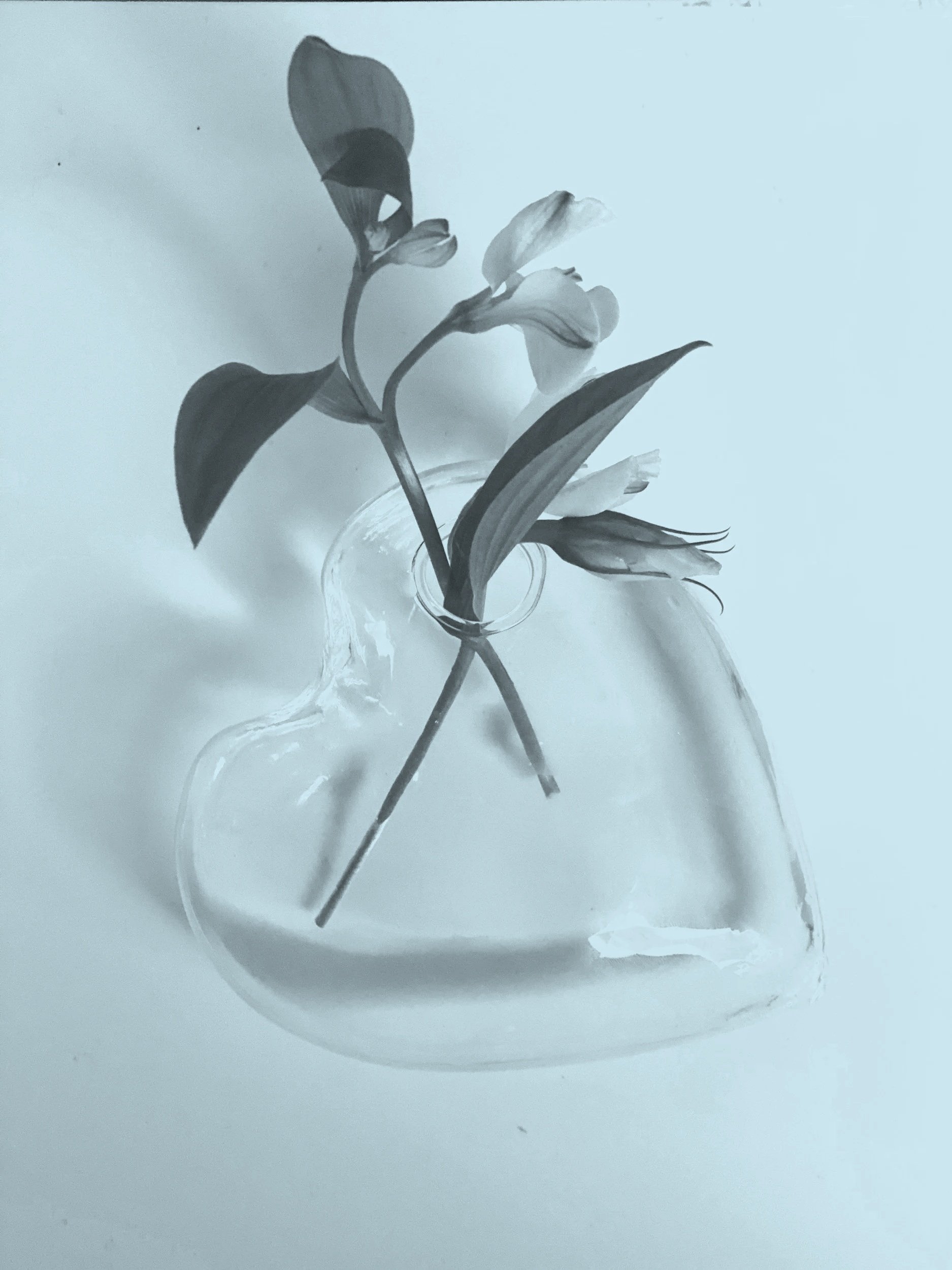 A clear glass vase with a small opening holds a single flower with a long stem and a few leaves, displayed against a plain light background.