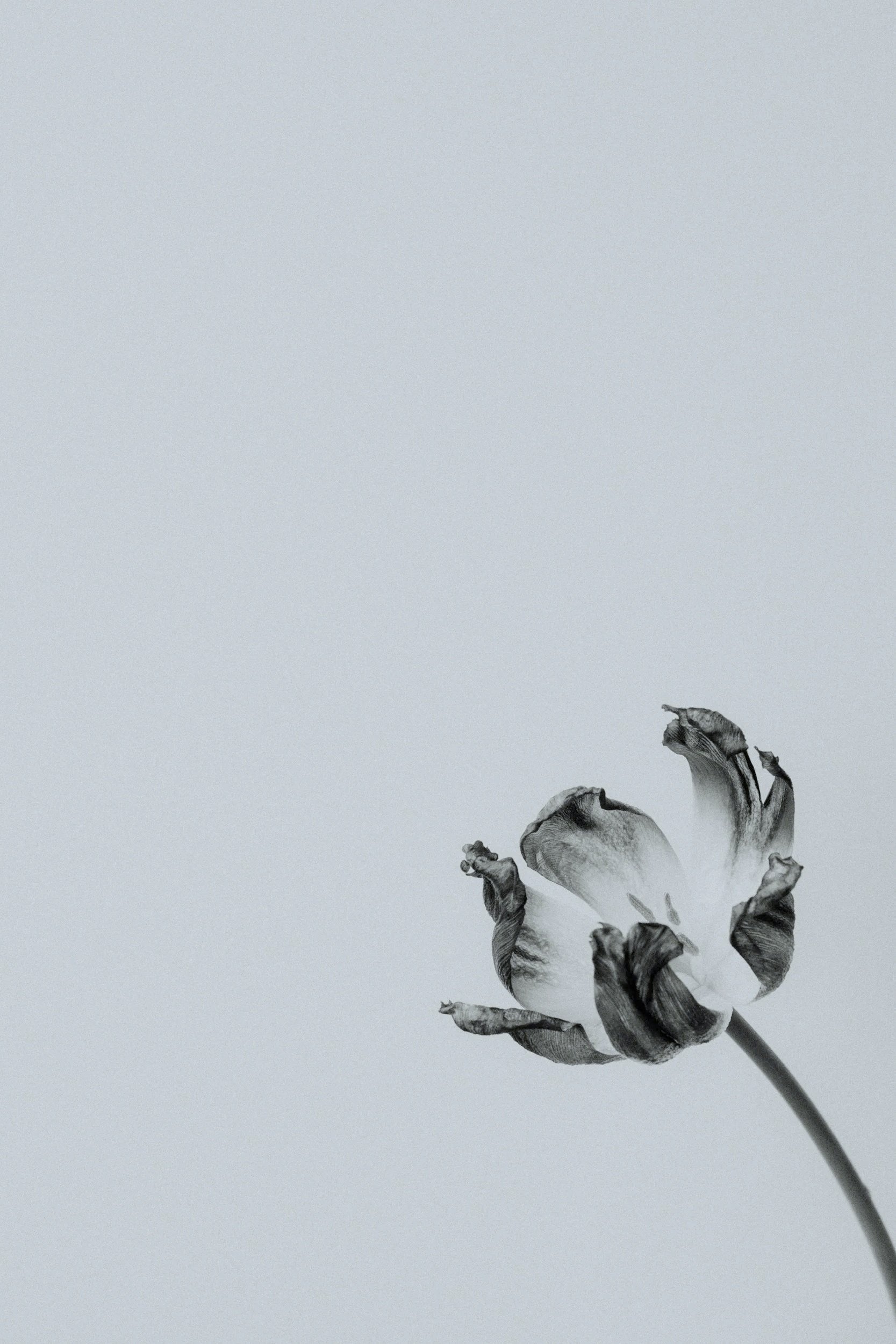 Black and white photograph of a single wilted flower with curling petals and a long stem, set against a plain, light background.