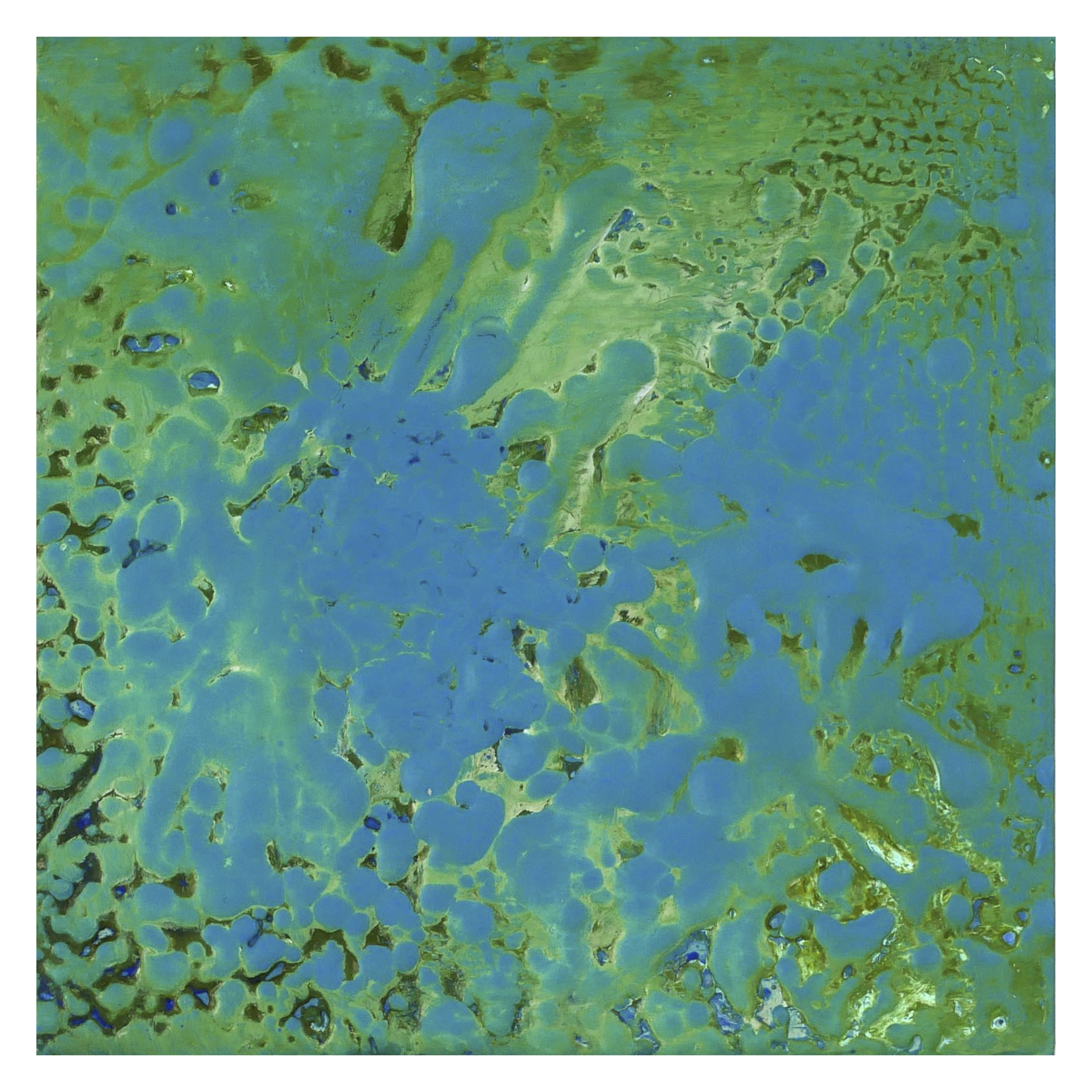 Algae