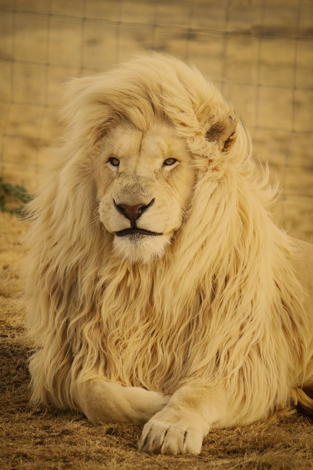 Happy Leo Season!
