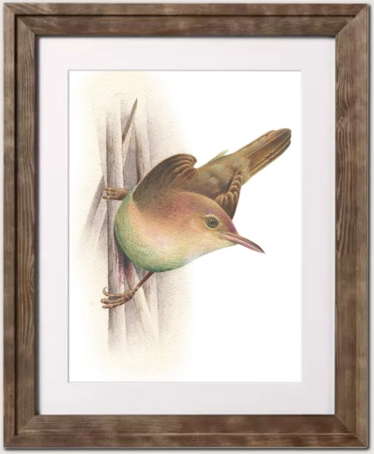 bird5.jpg