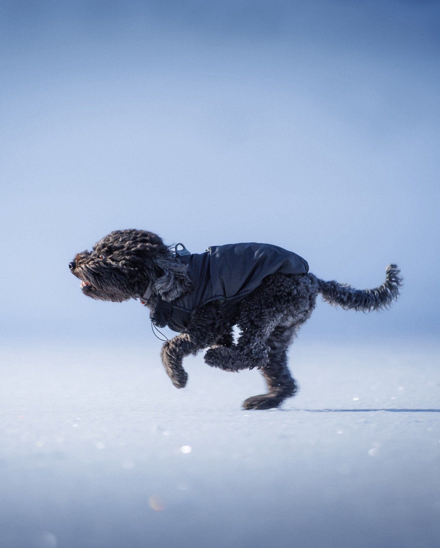 Balade sur la glace.

Je suis tomb&eacute; sur ce magnifique chien tout heureux de cavaler sur la glace du lac des plagnes.

Un bien bel endroit au milieu des montagnes &agrave; visiter cet hiver.

#dogphotography #ice #winter #canon 

&mdash;&mdash;