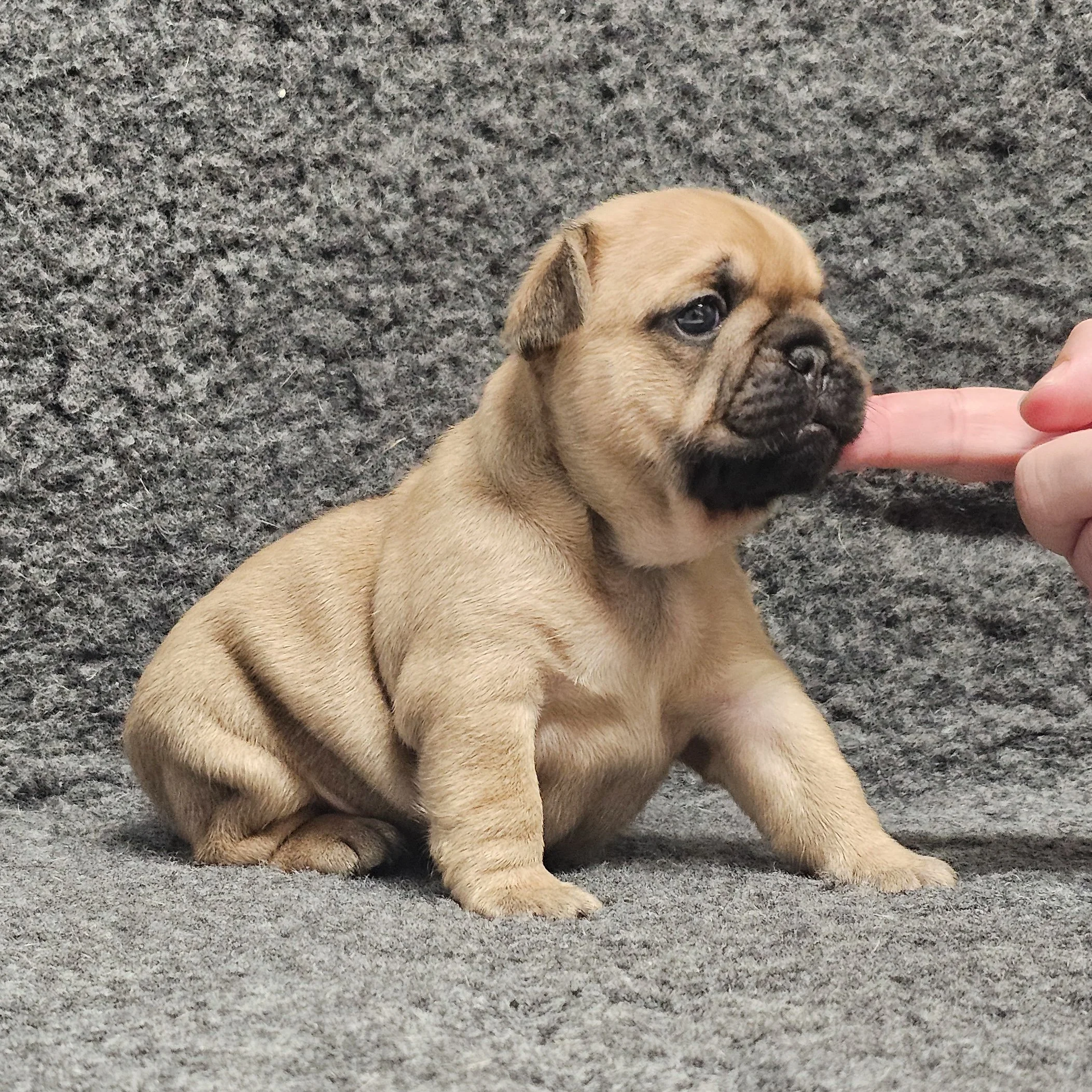 Fawn hannhund 2
