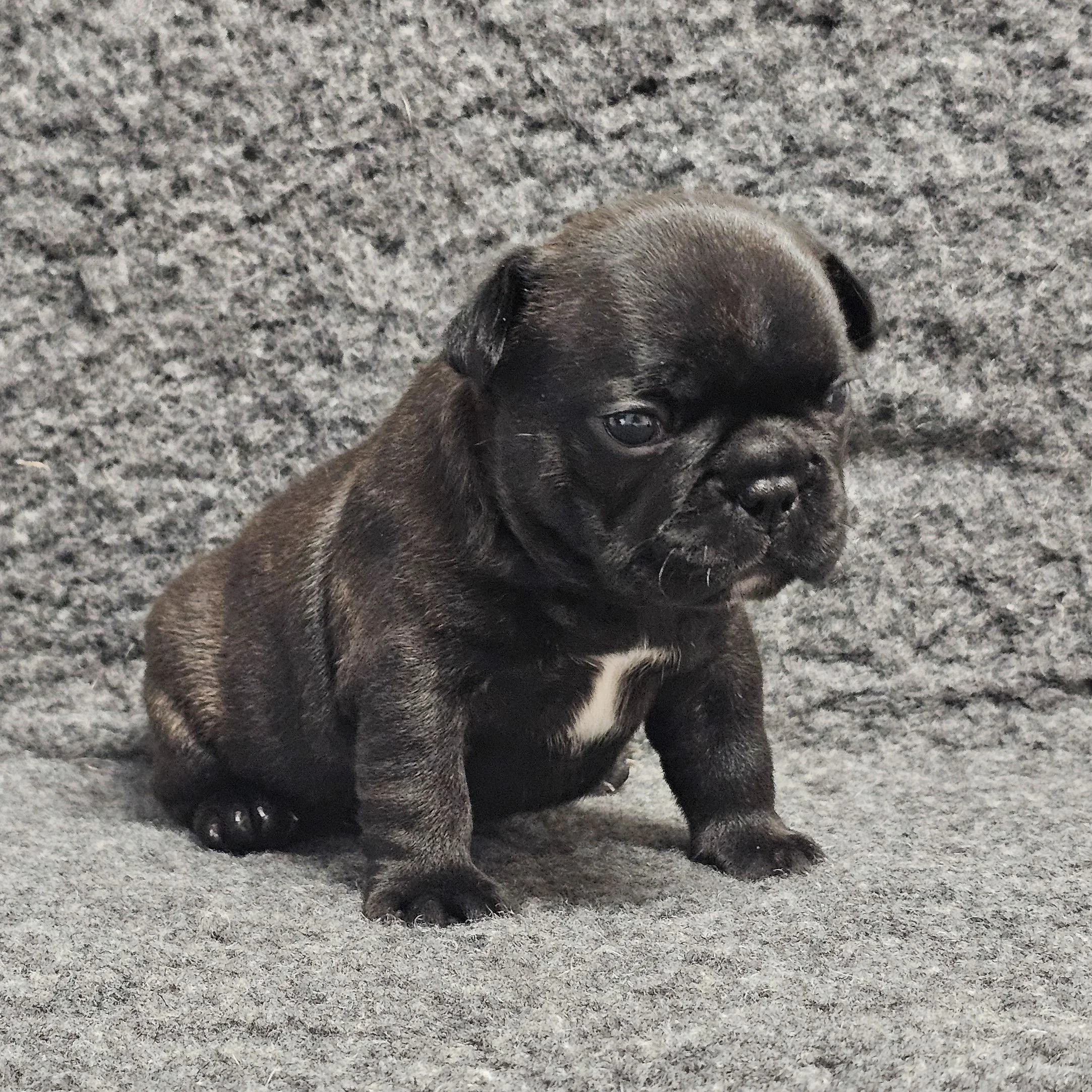 Brindle tispe