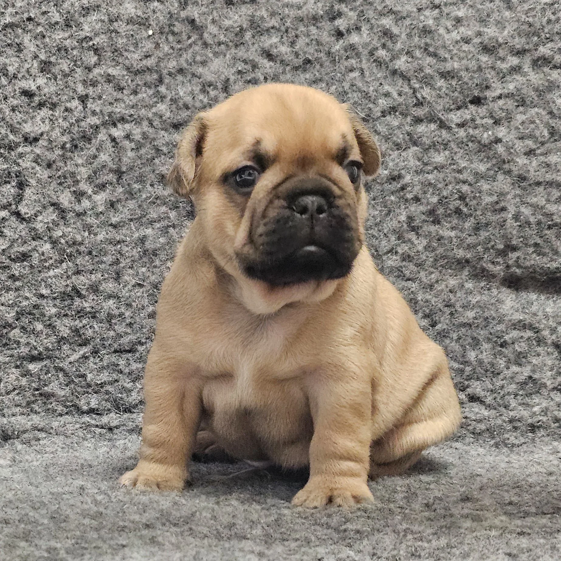 Fawn hannhund 2