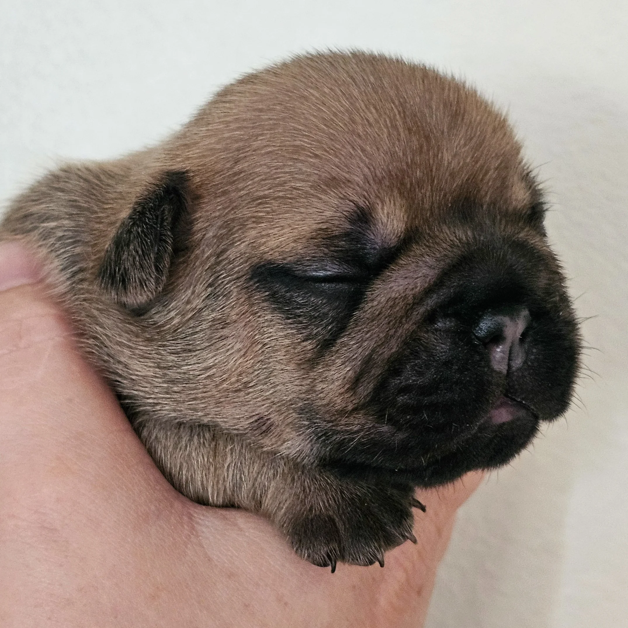 Fawn hannhund 2