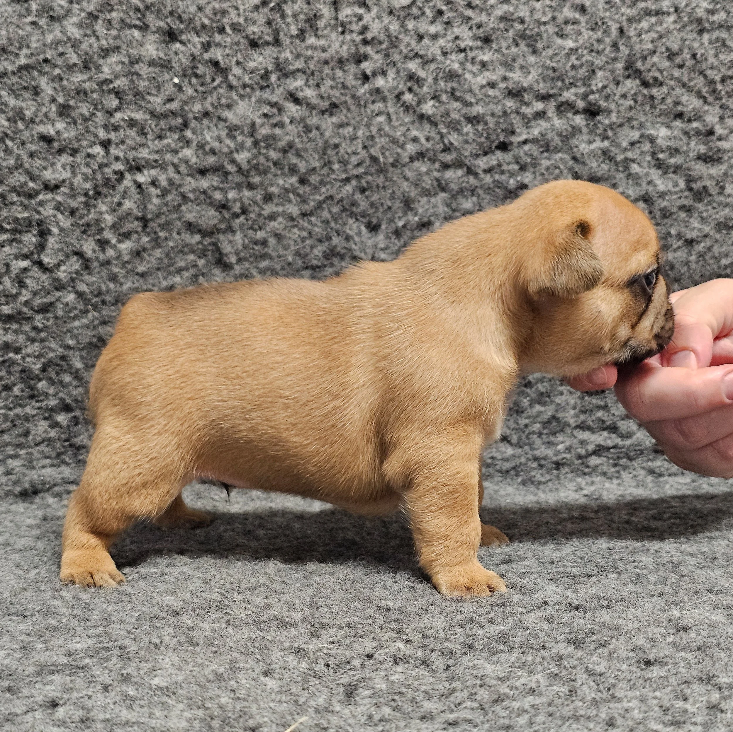 Fawn hannhund 3