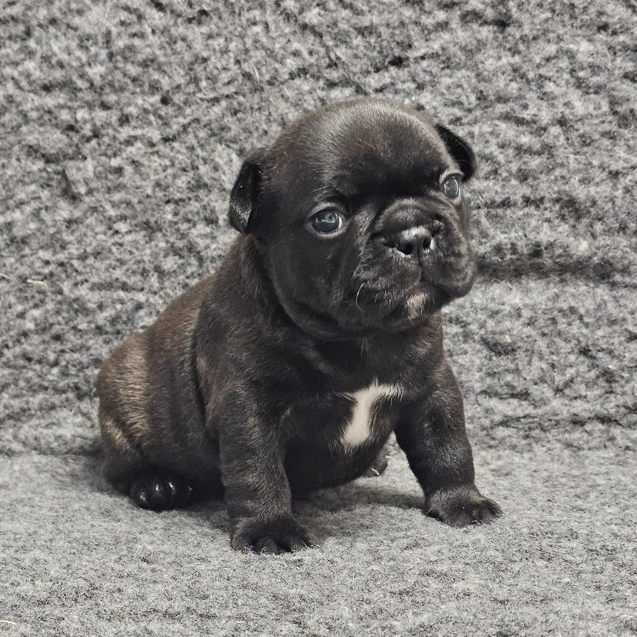 Brindle tispe