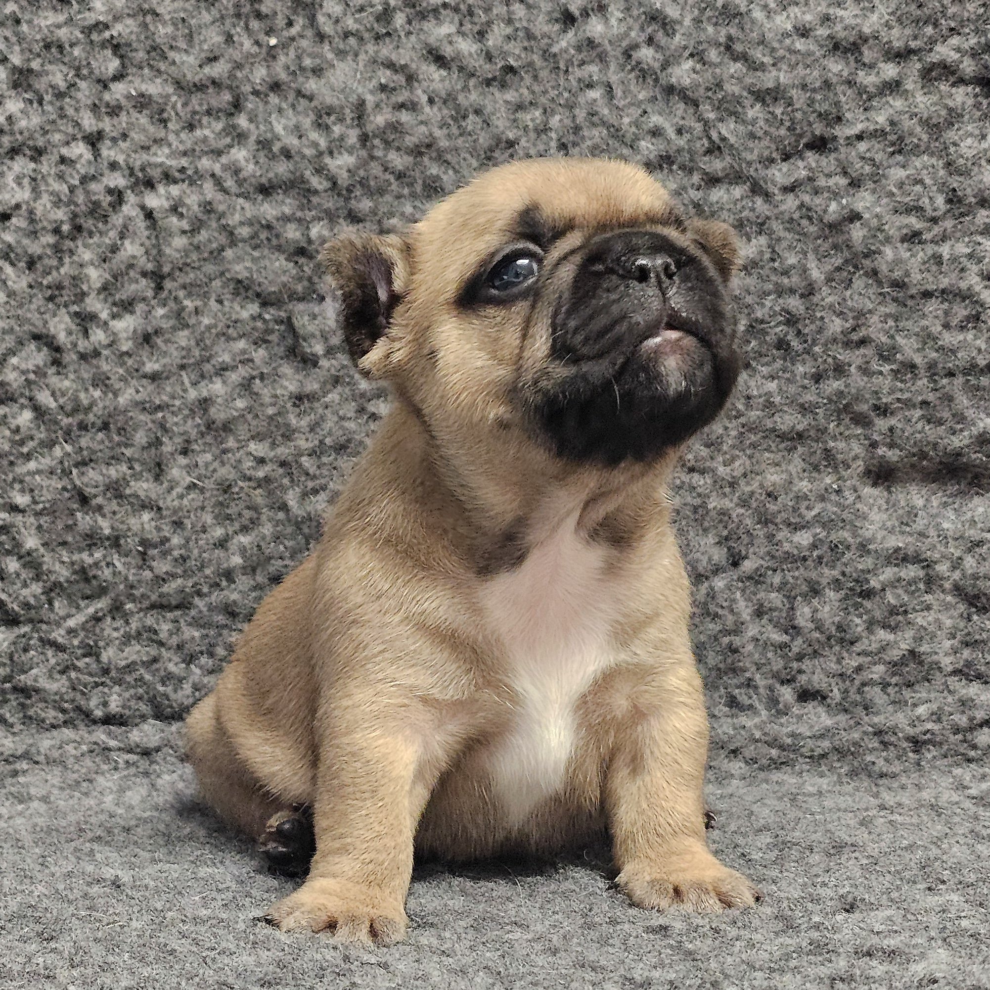 Fawn tispe