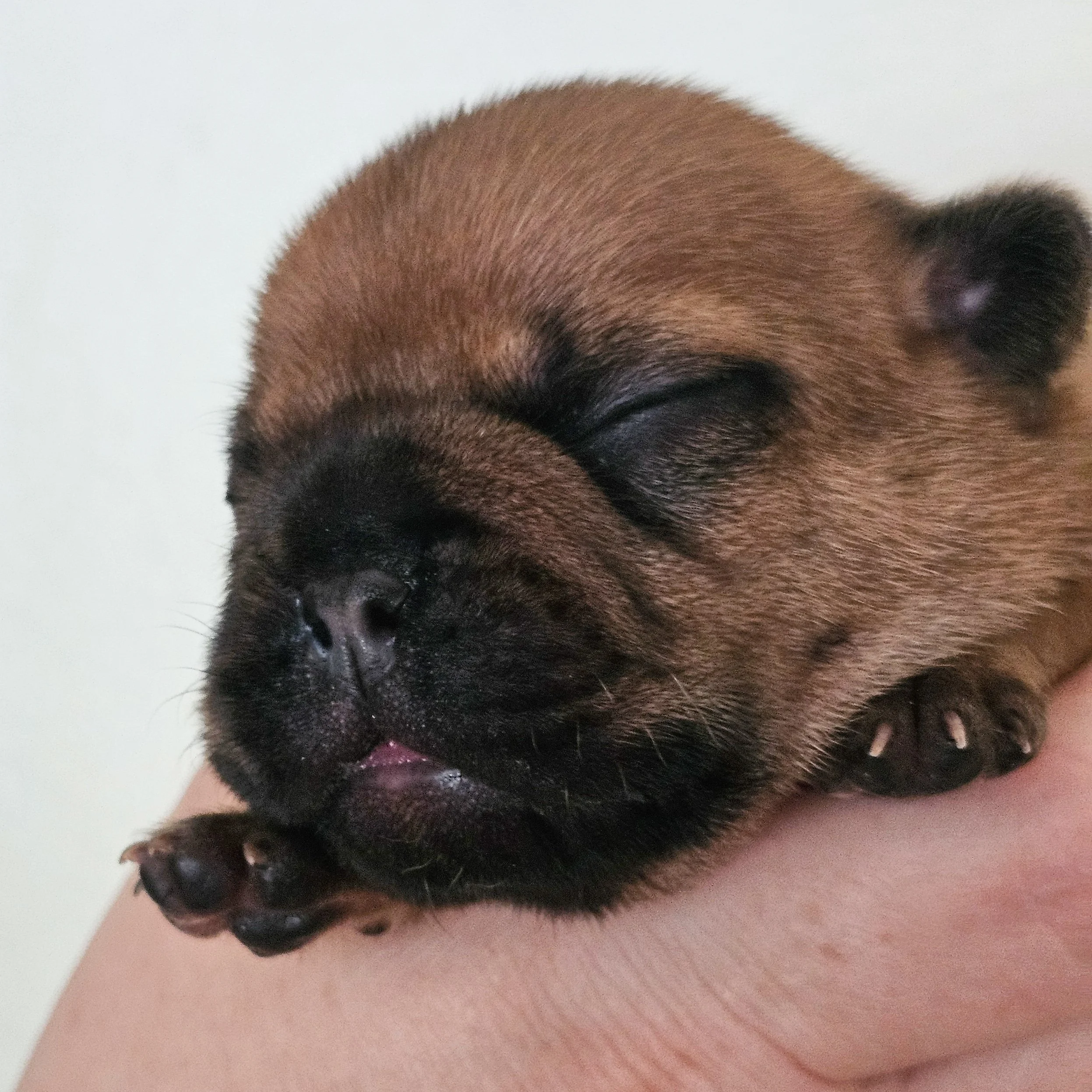 Fawn hannhund 3