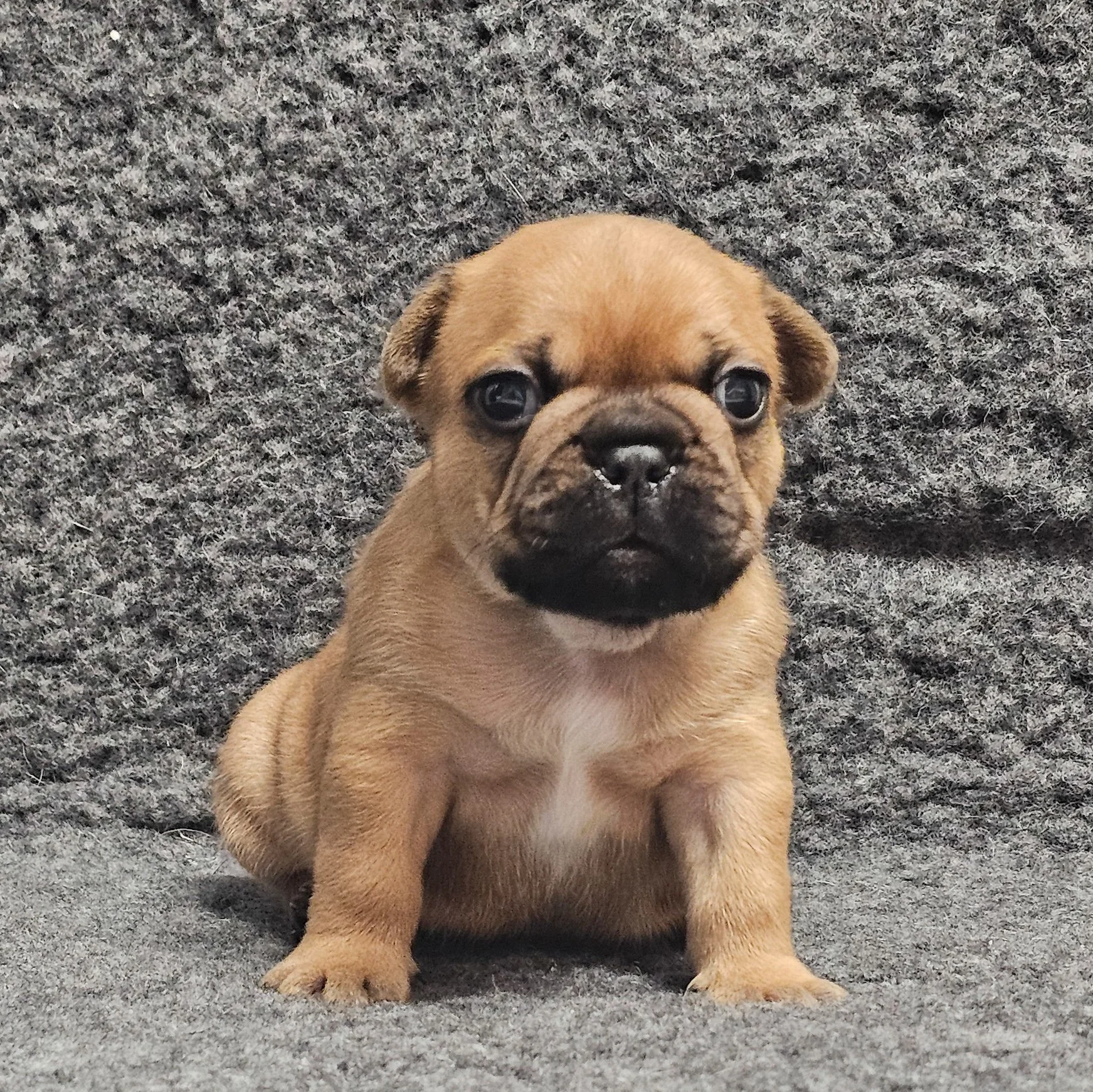 Fawn hannhund 3
