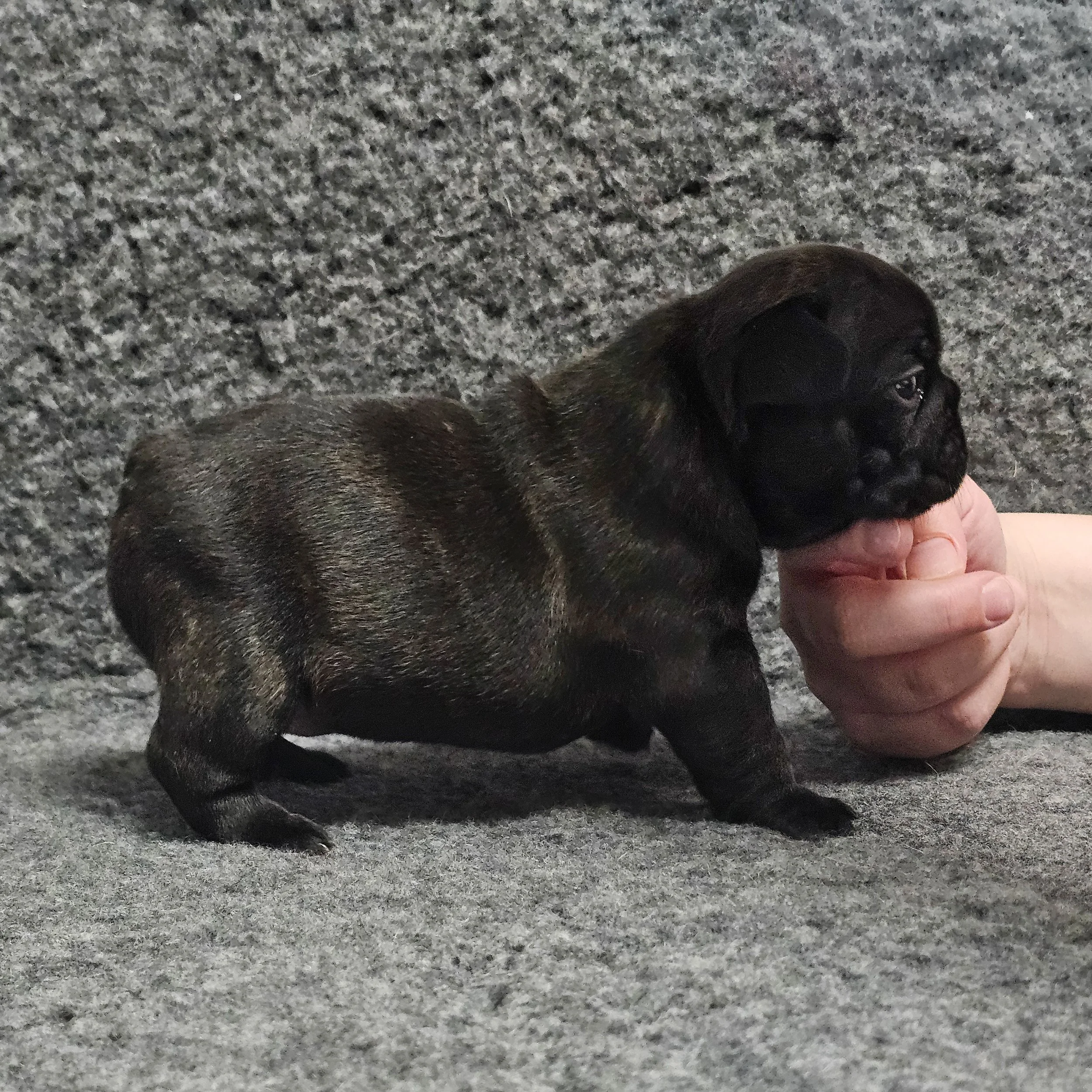 Brindle tispe