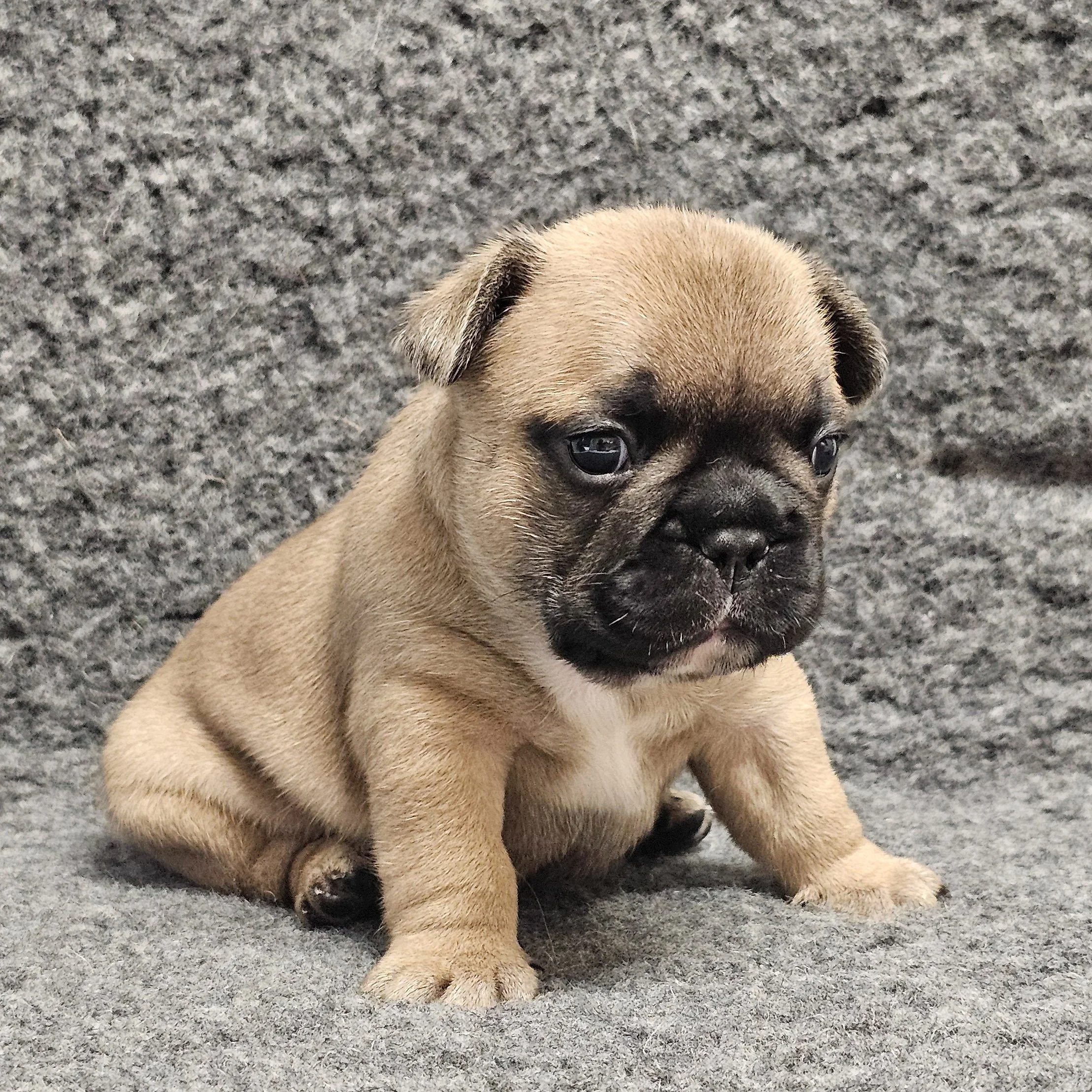 Fawn hannhund 1