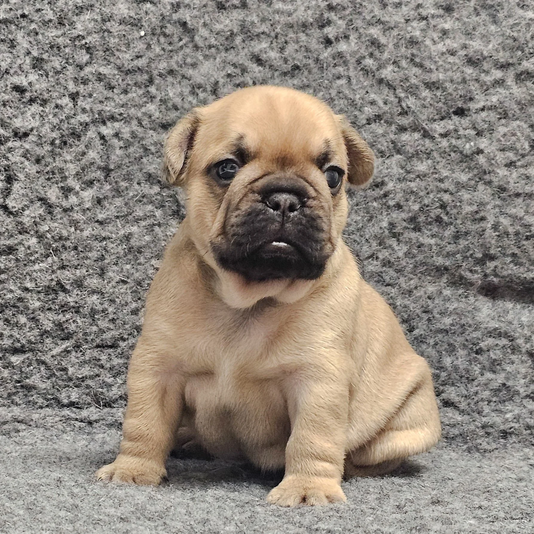 Fawn hannhund 2