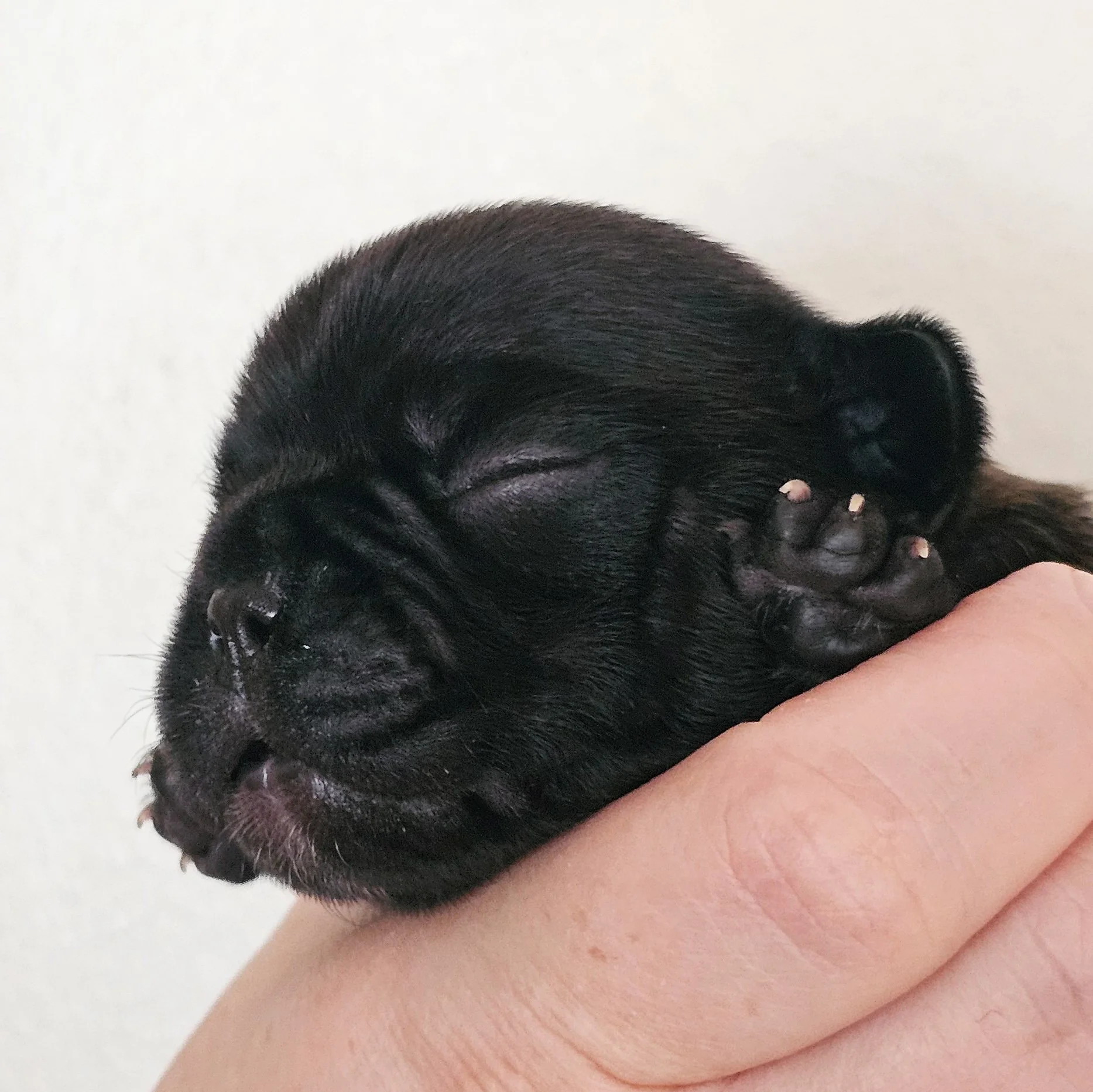 Brindle tispe