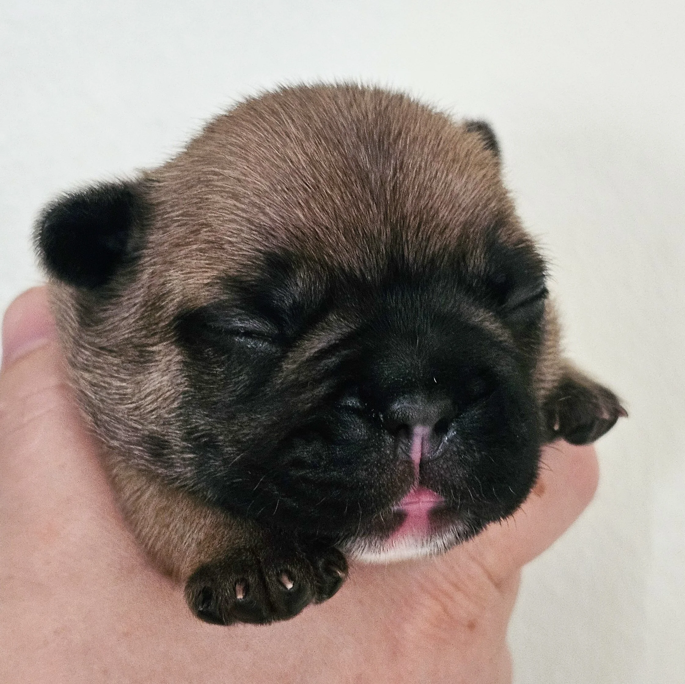 Fawn hannhund 1