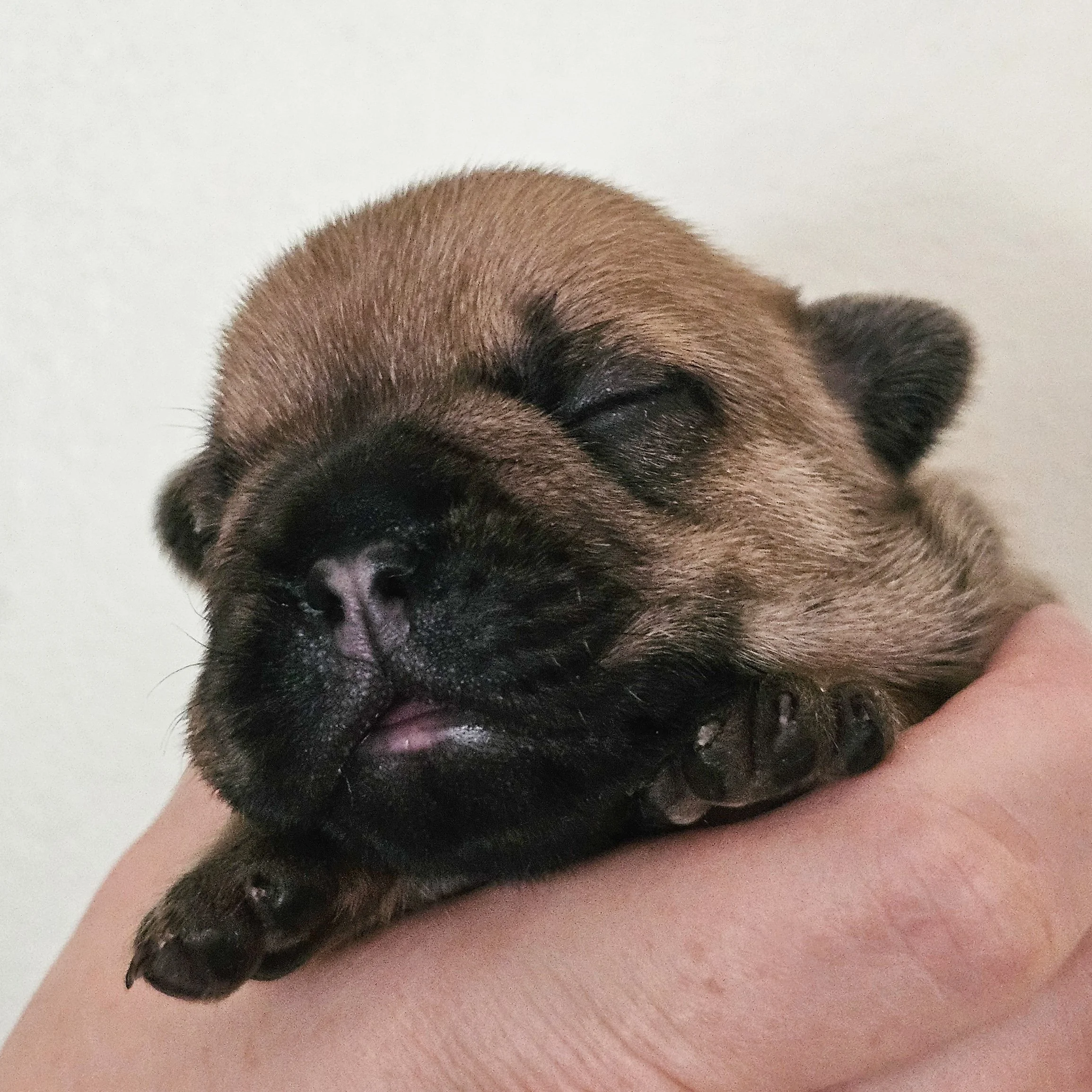 Fawn hannhund 2