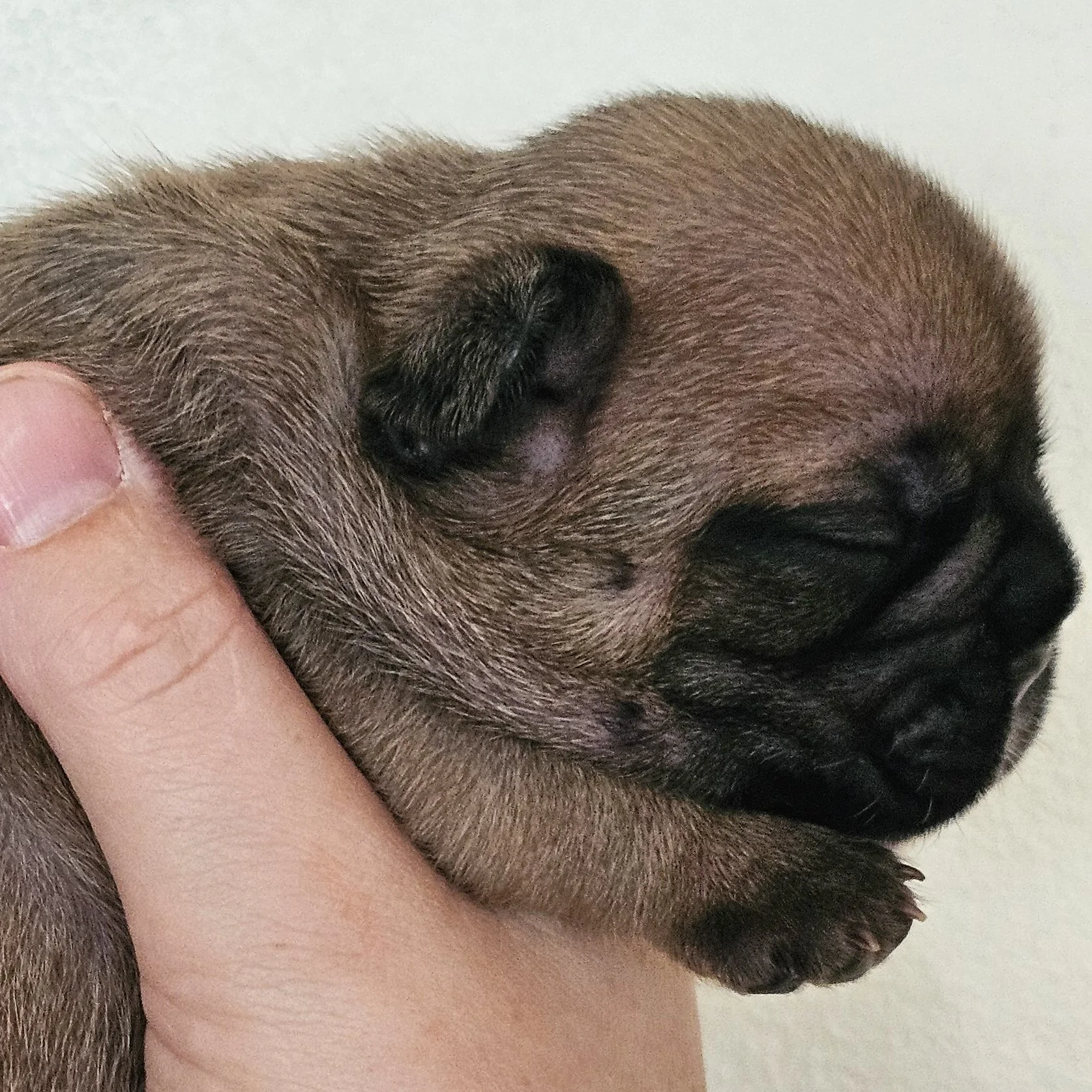 Fawn hannhund 1