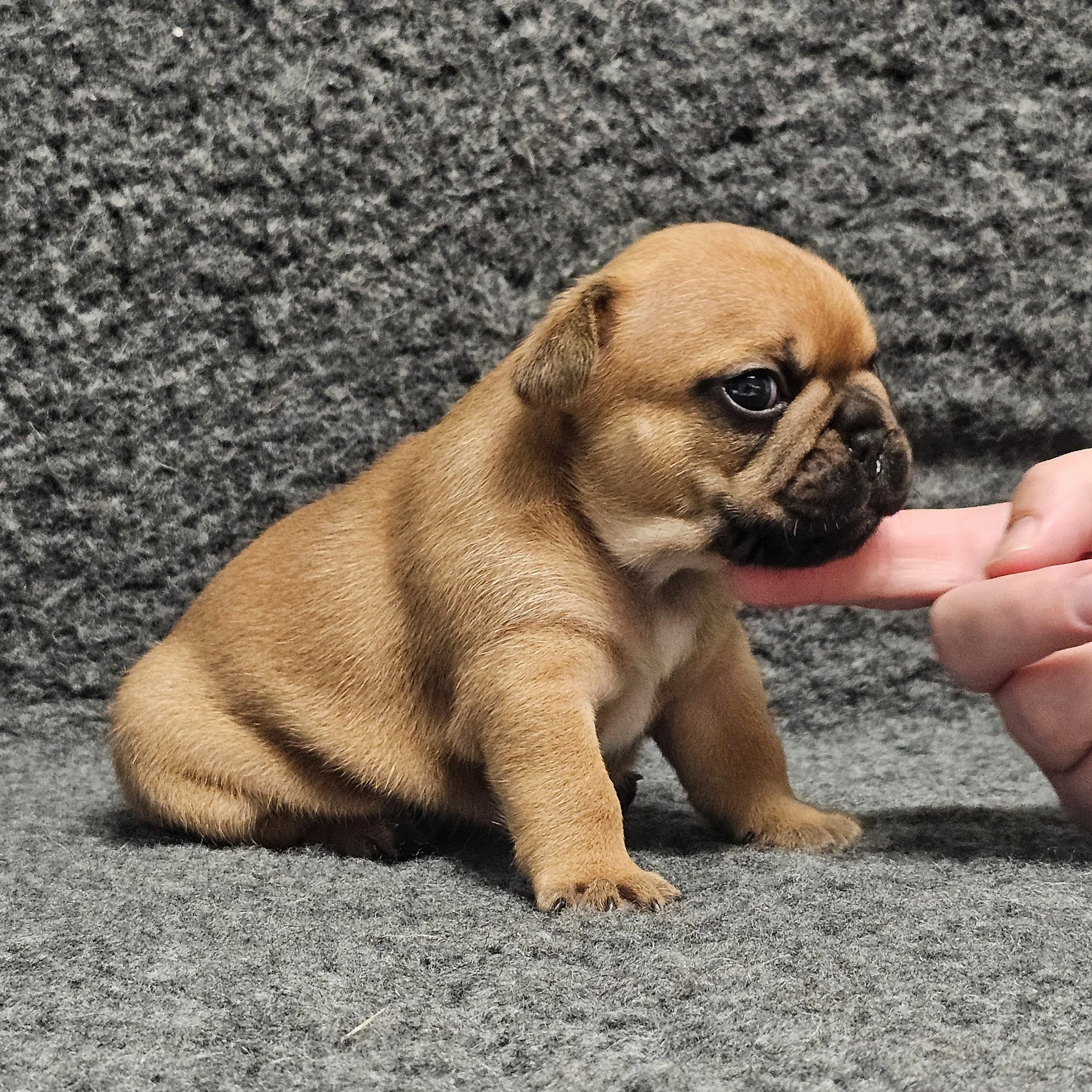 Fawn hannhund 3