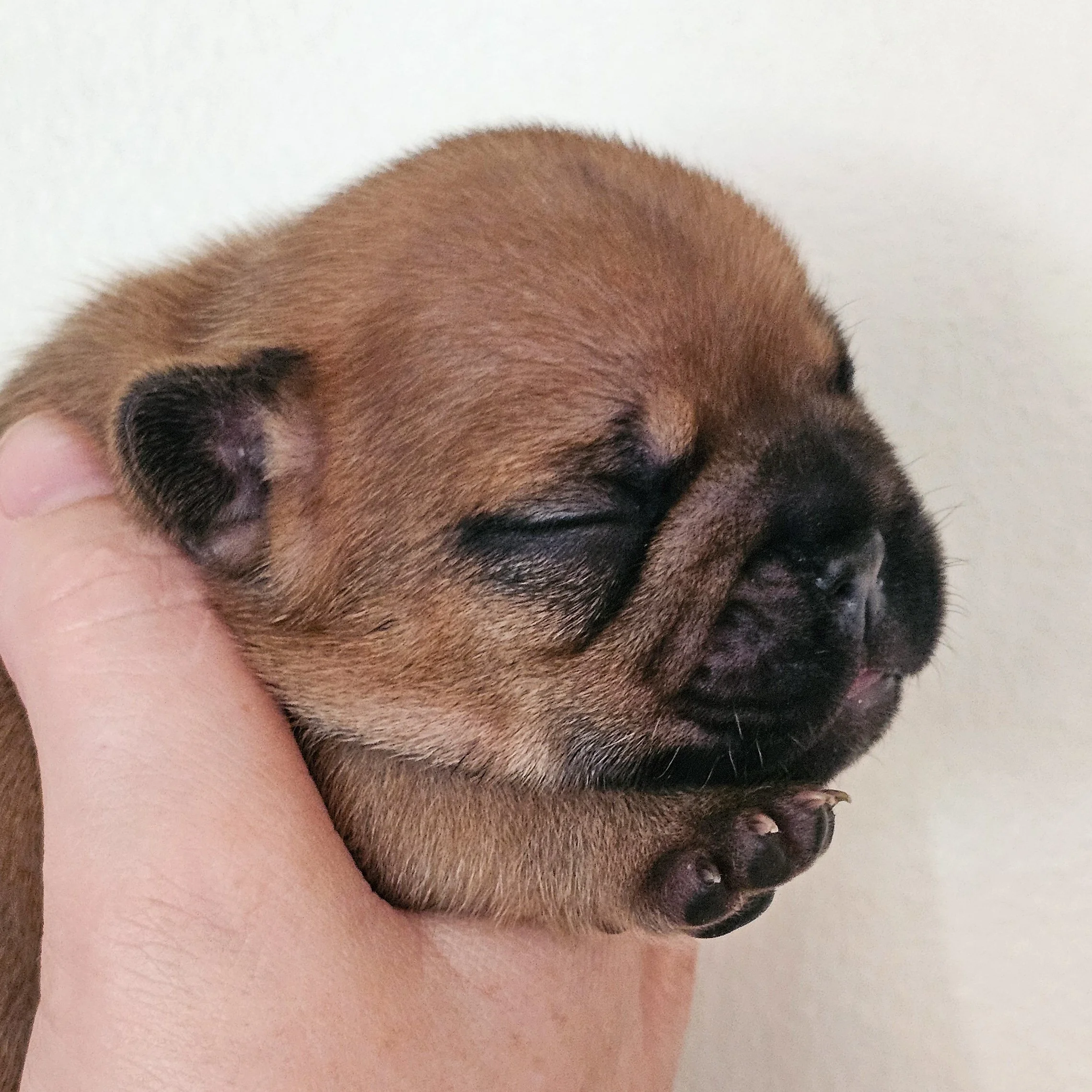 Fawn hannhund 3