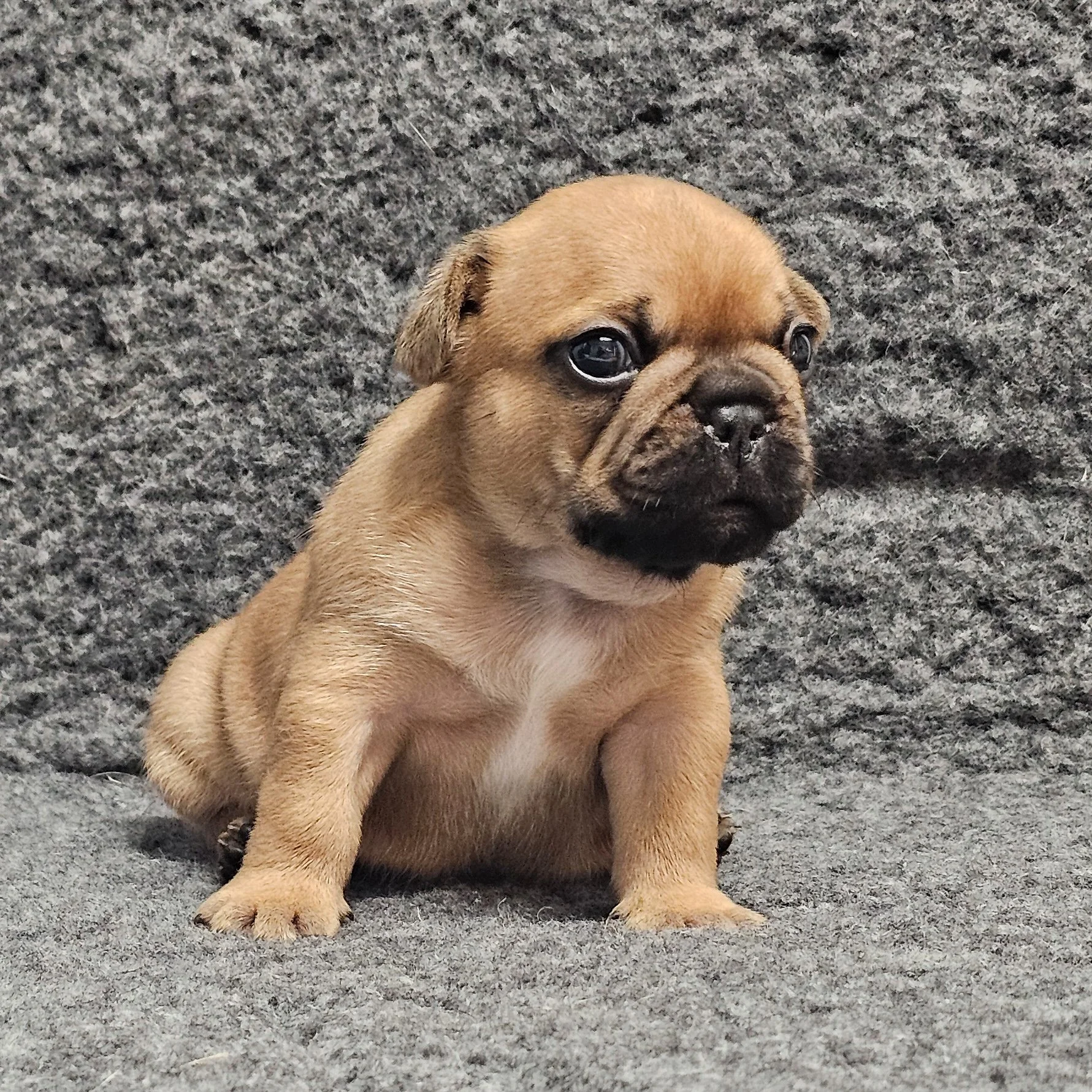 Fawn hannhund 3